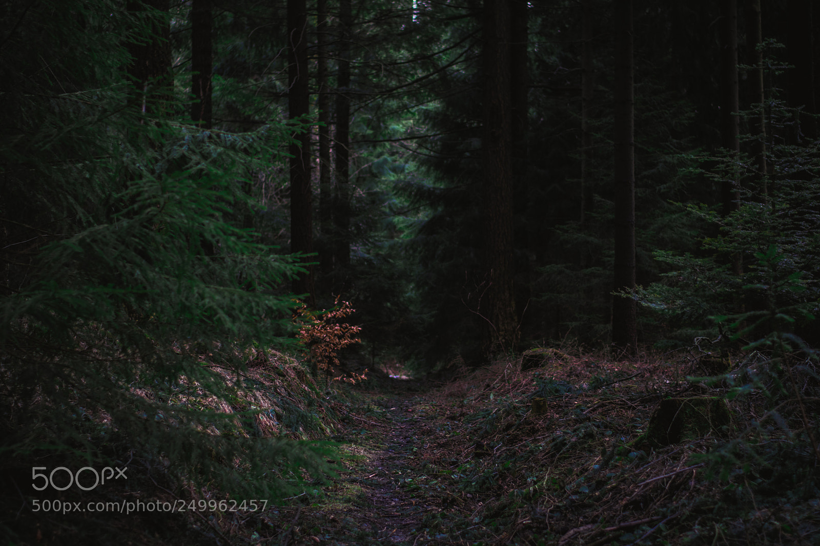 Nikon D3300 sample photo. Erzgebirge. wald photography