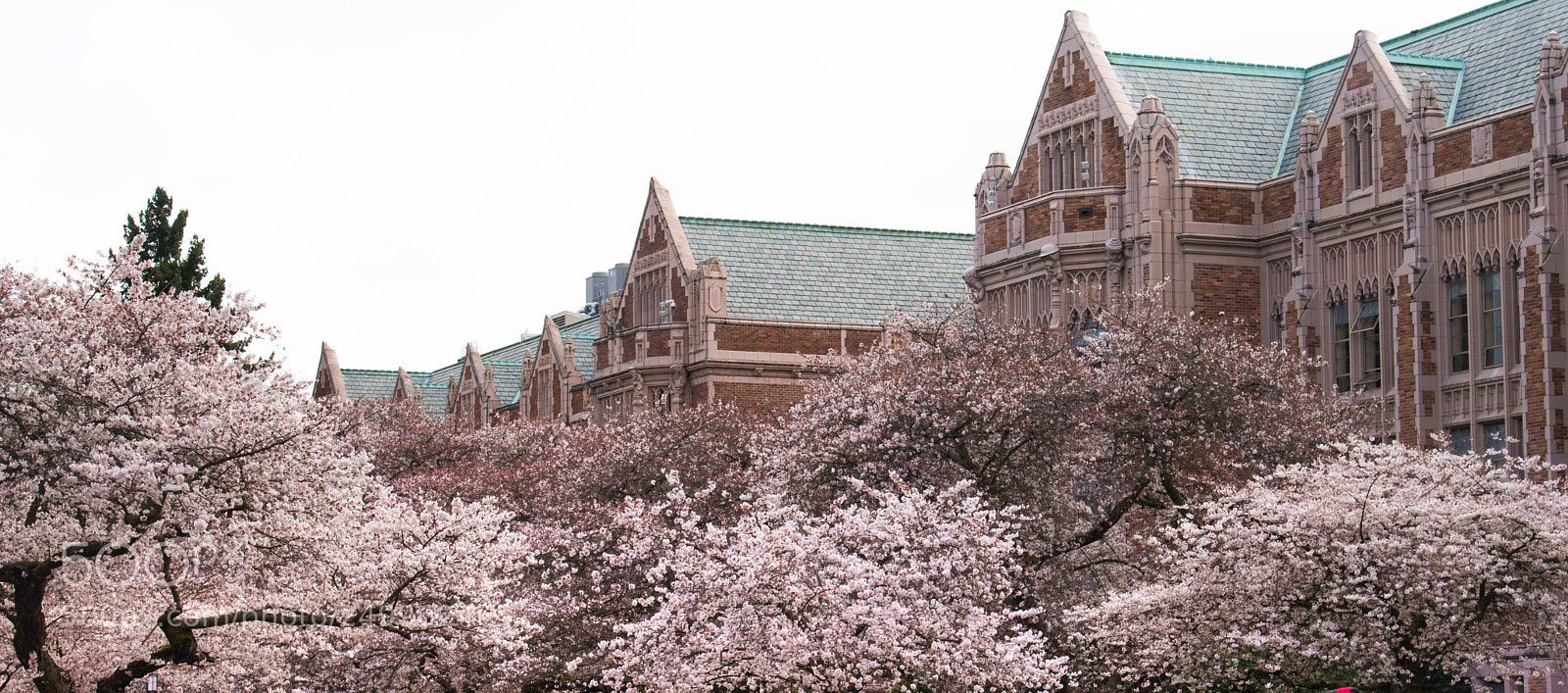 Nikon D5600 sample photo. Cherry blossom photography