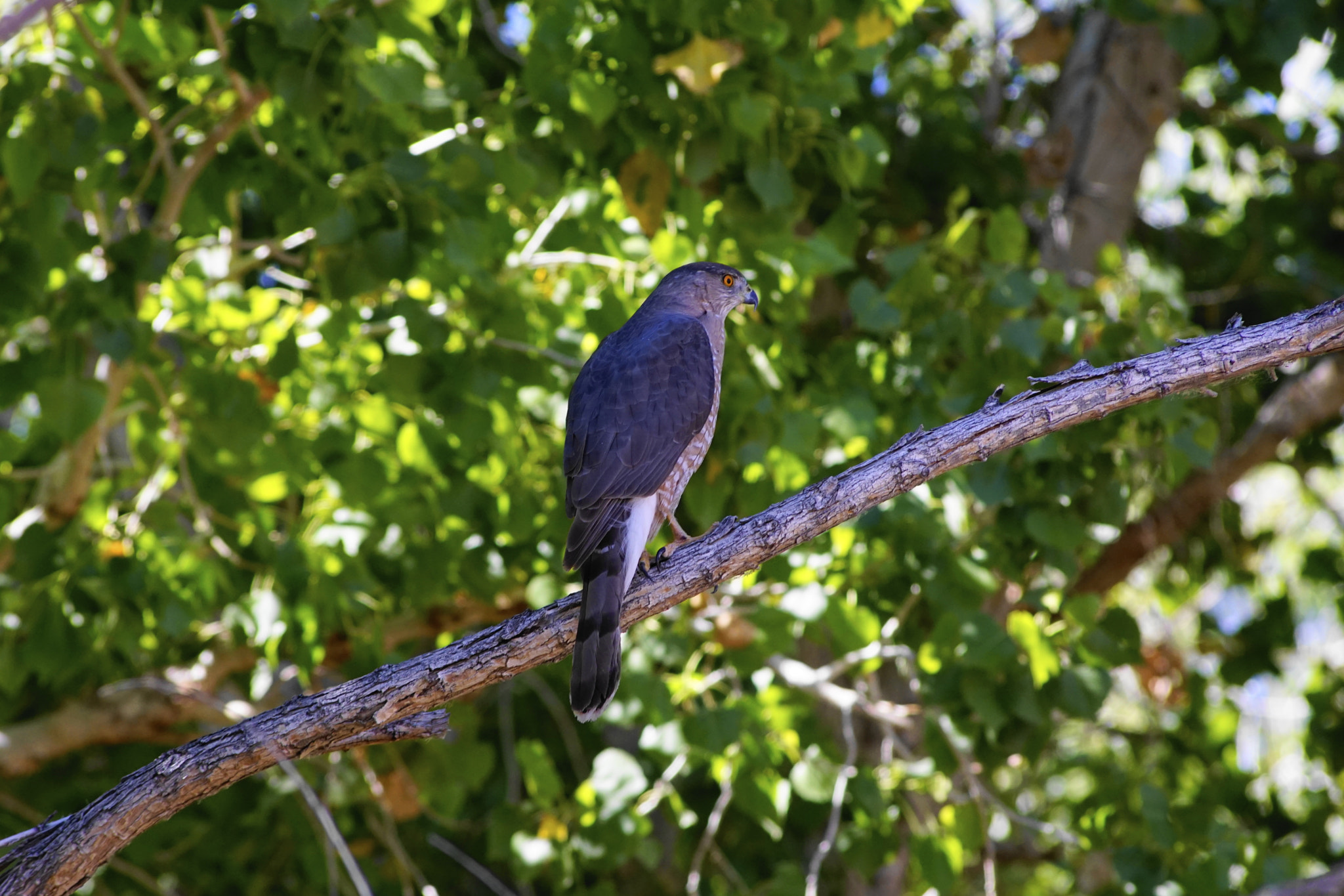 Sony a6000 + Sigma 70-300mm F4-5.6 DL Macro sample photo. Hawk photography