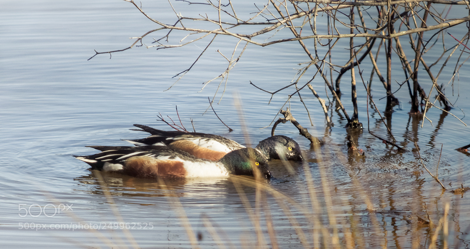 Nikon D7200 sample photo. Northern shoveler ducks photography