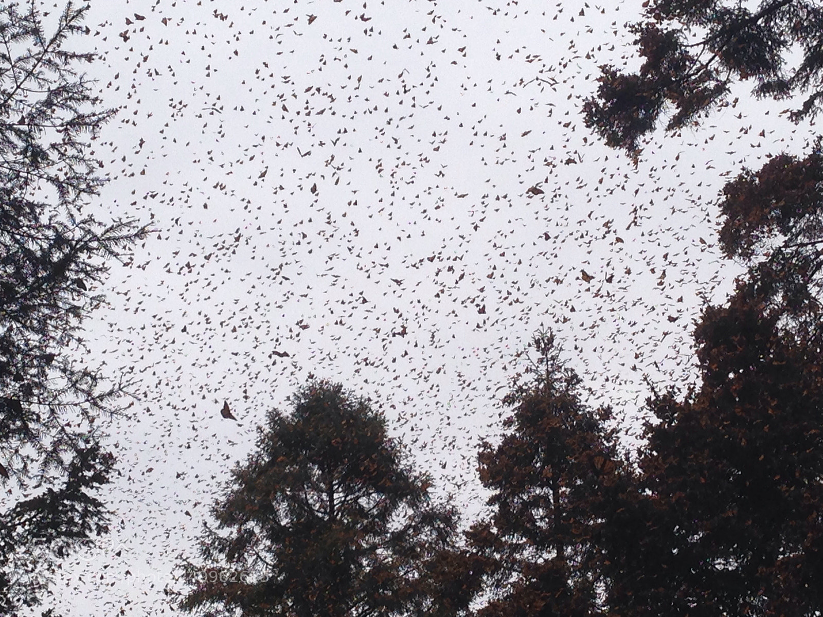 Apple iPhone 5 sample photo. Monarch butterfly sanctuary mexico photography