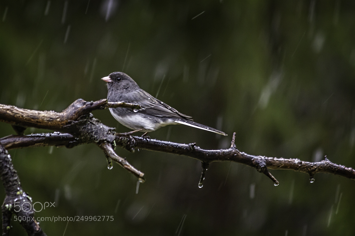 Canon EOS 60D sample photo. Black-eyed junco photography