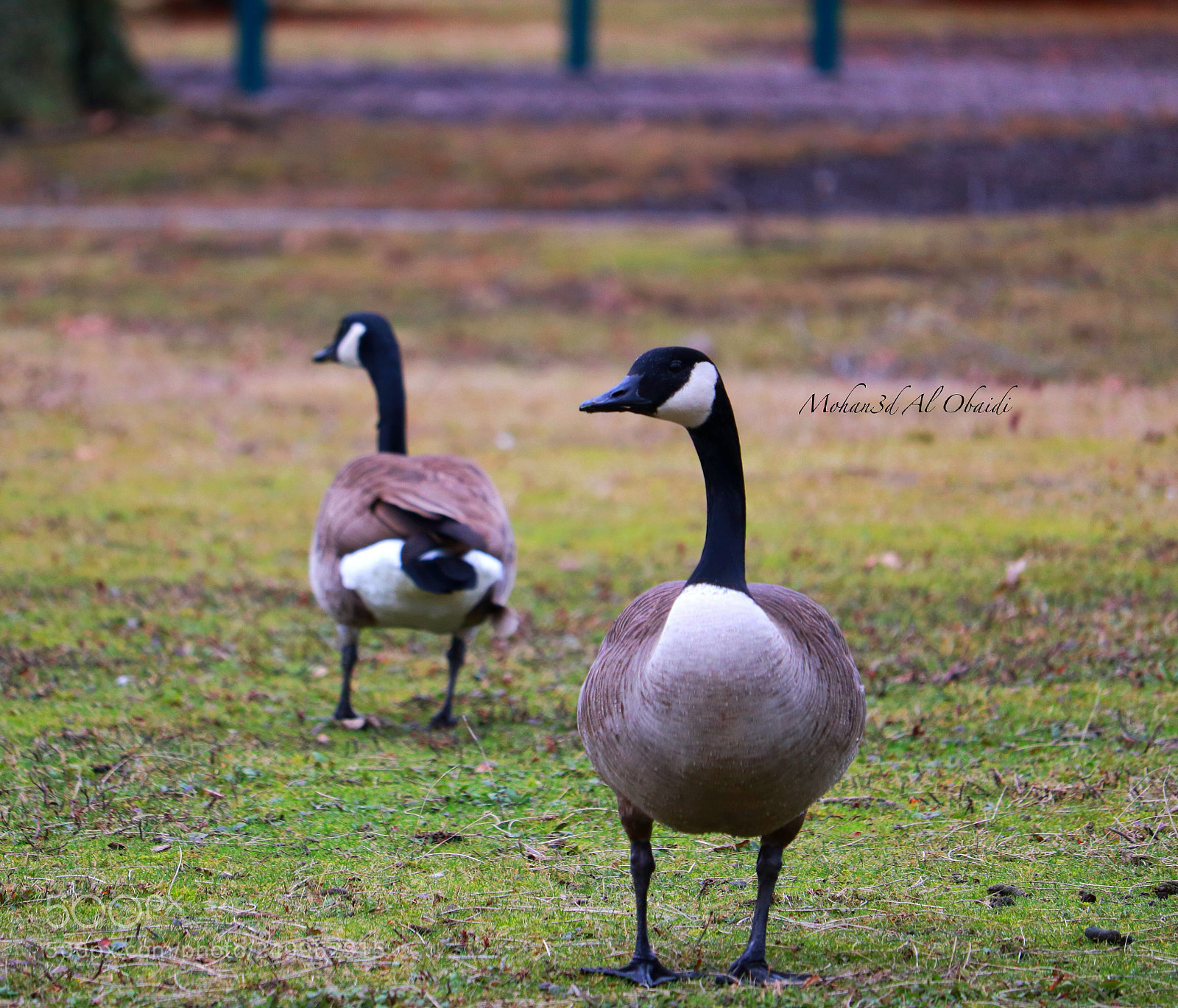 Canon EOS 80D sample photo. Goose photography