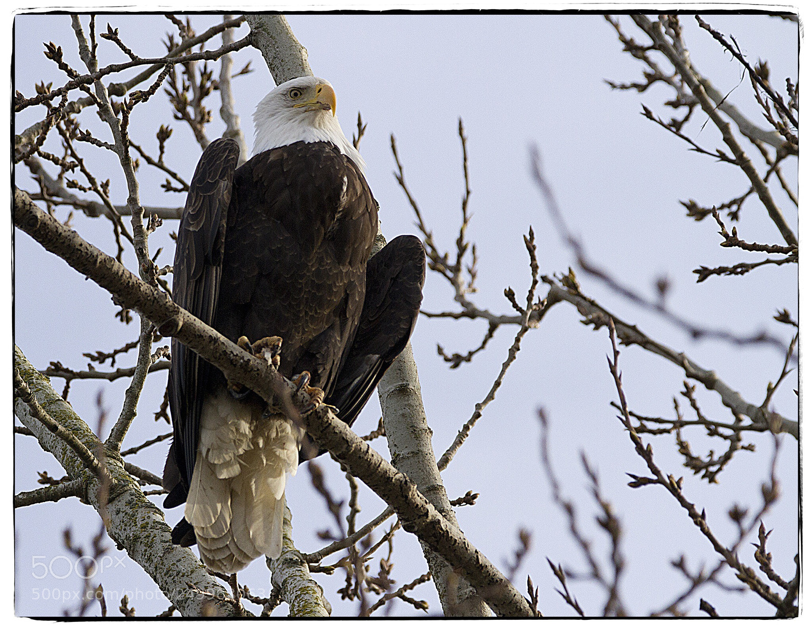Canon EOS 7D sample photo. Proud bald eagle  photography