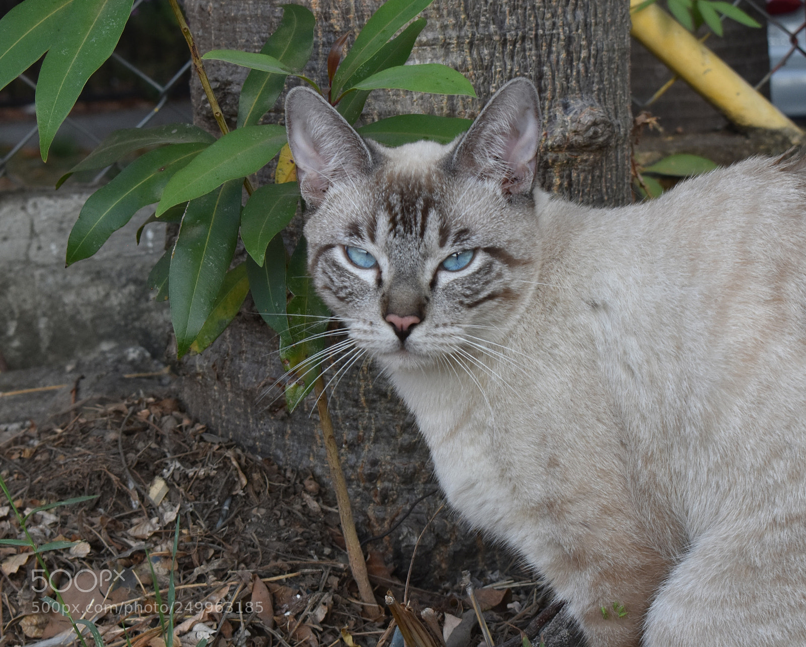 Nikon D3400 sample photo. Te observo humana photography