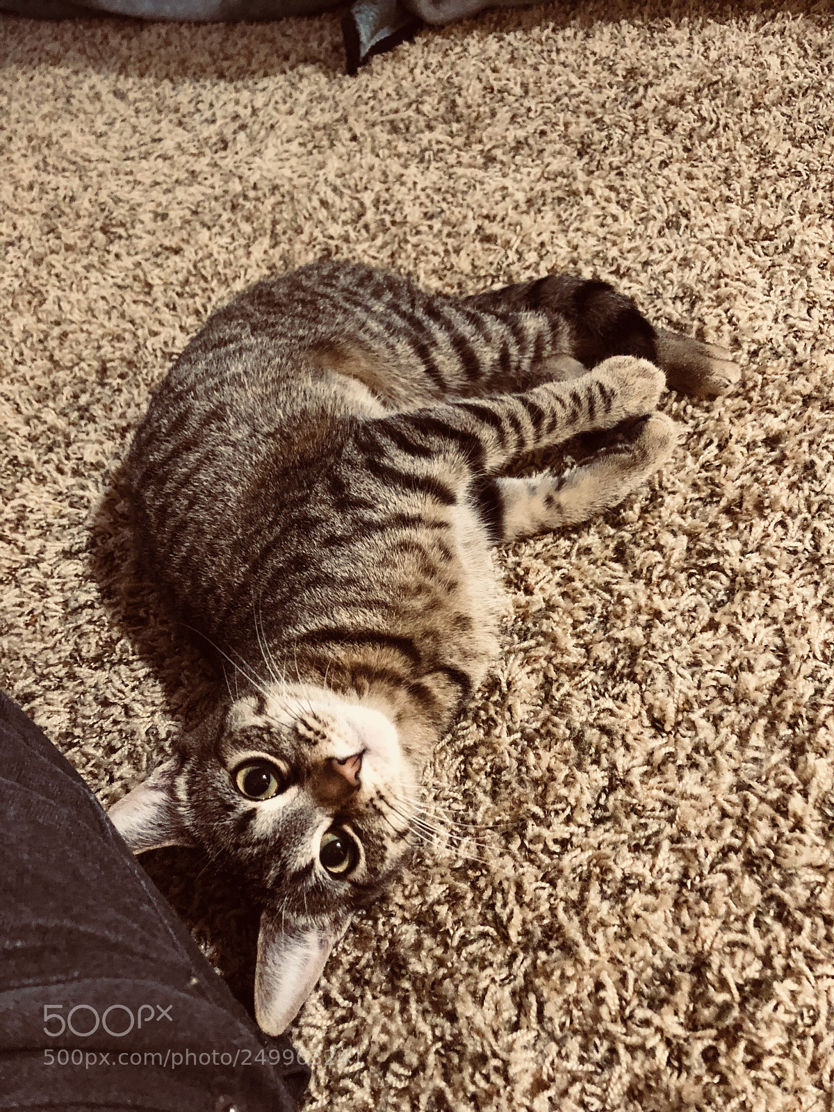 Apple iPhone 8 sample photo. Untitled photography
