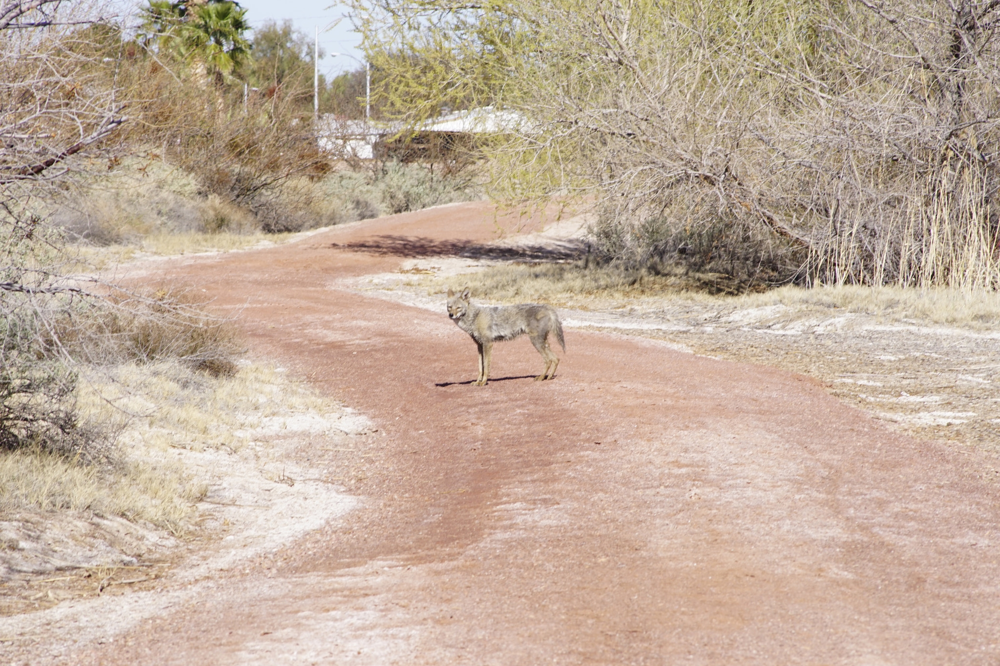 Sony a6000 + Sigma 70-300mm F4-5.6 DL Macro sample photo. Wile e. coyote photography