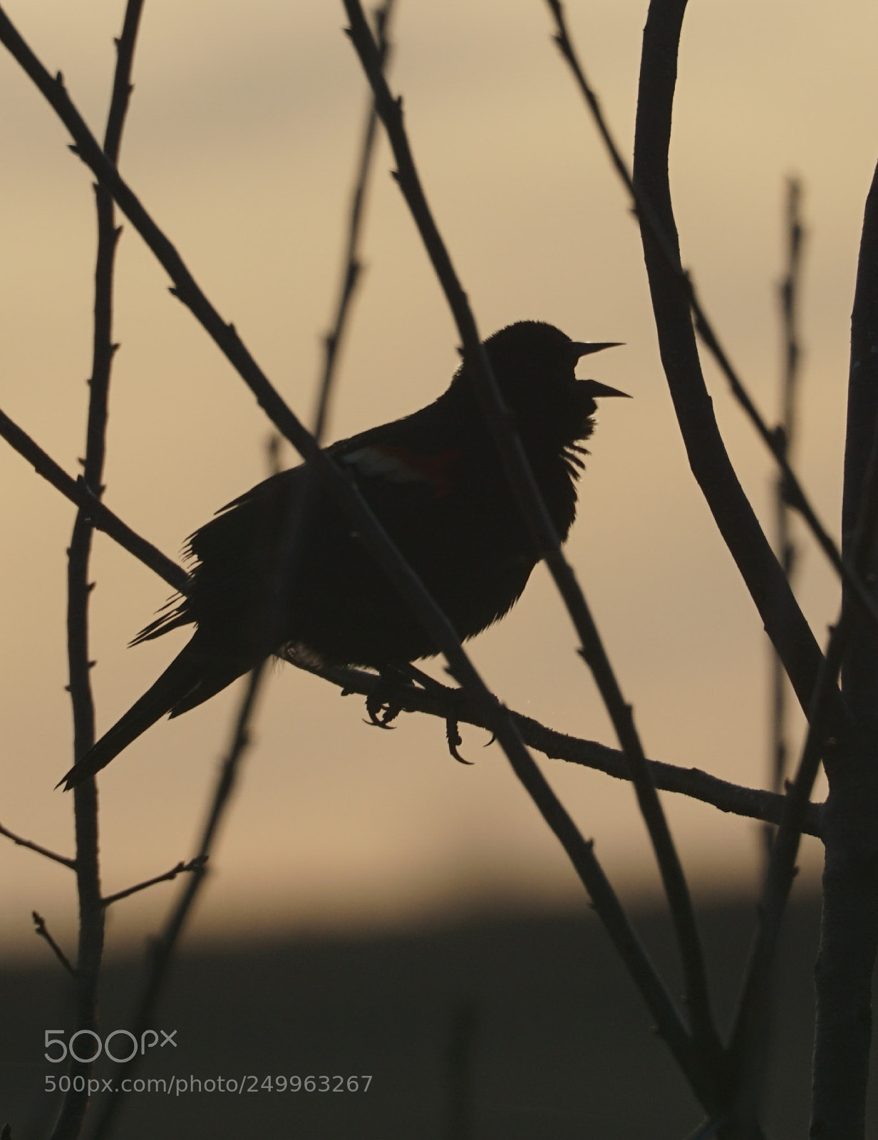 Sony a6000 sample photo. Red-winged blackbird photography
