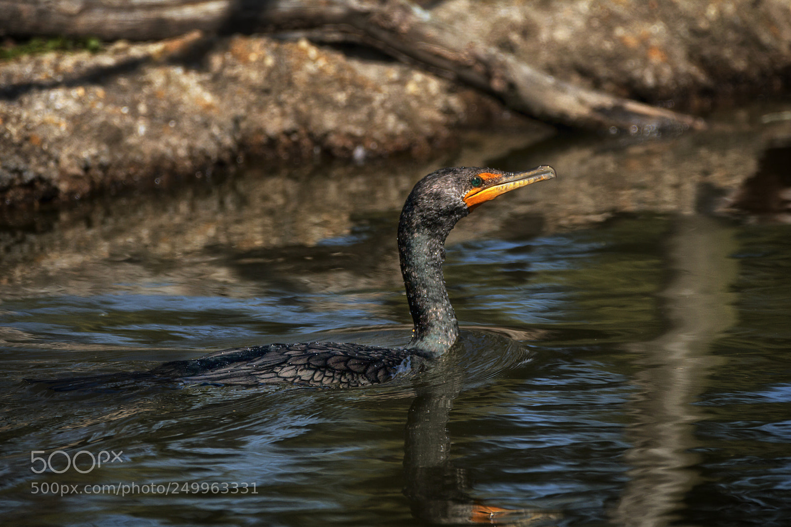 Canon EOS 70D sample photo. Cormorant photography