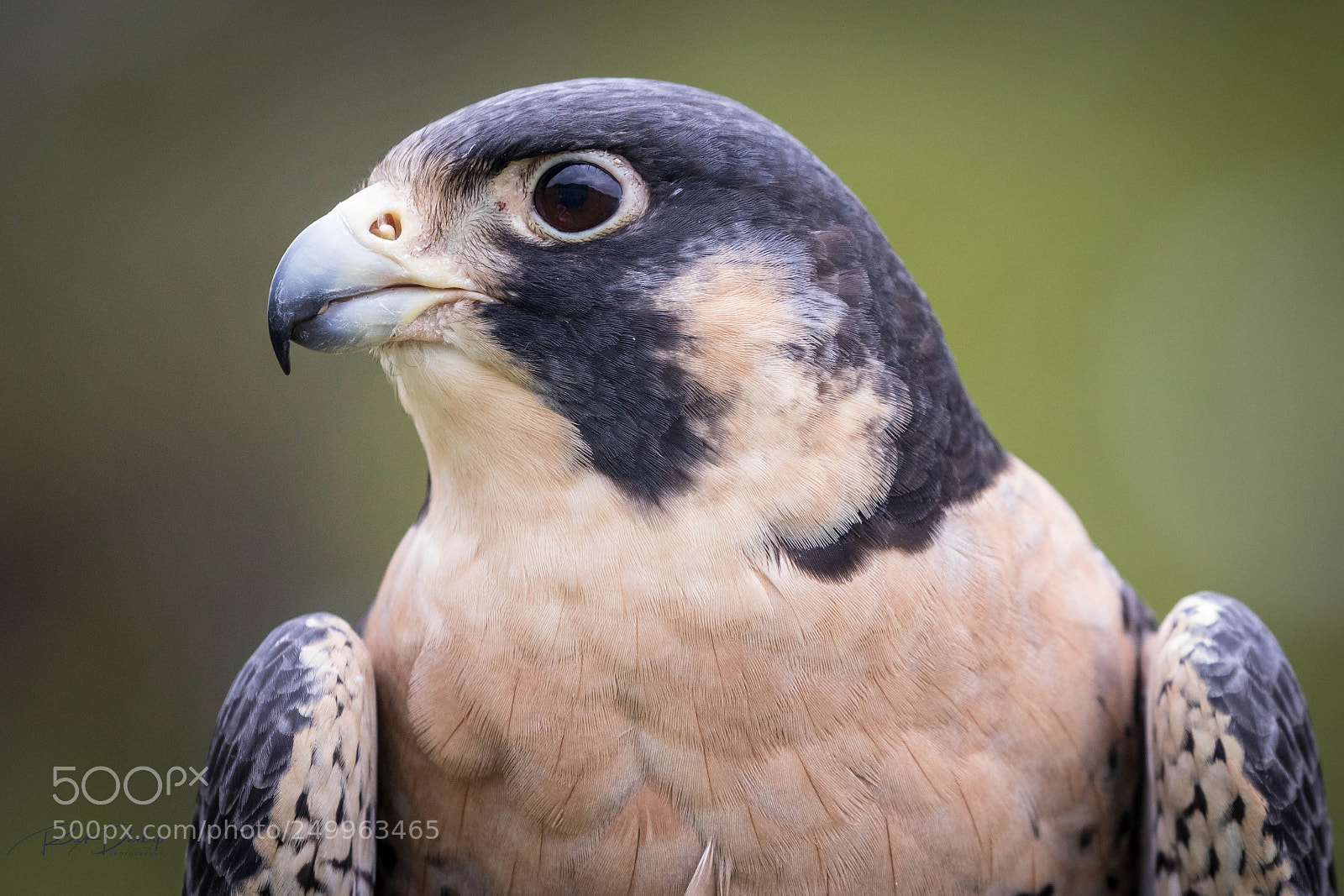 Canon EOS 5D Mark IV sample photo. Portrait of a peregrine photography