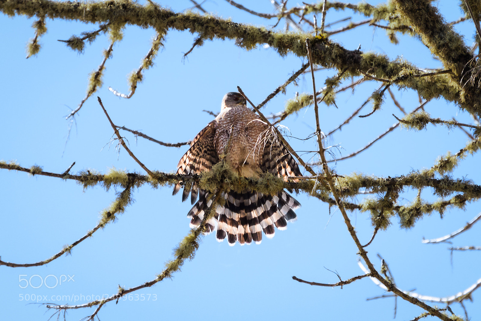 Nikon D800 sample photo. Sunning photography