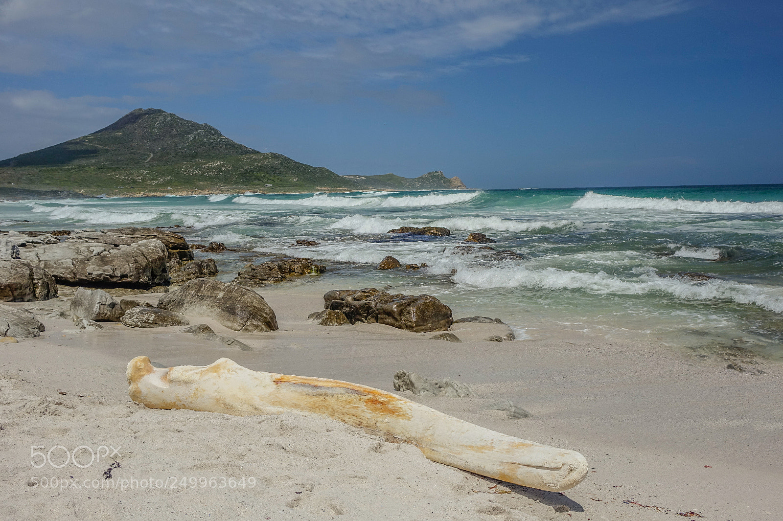 Sony Cyber-shot DSC-RX10 sample photo. A huge whale bone photography