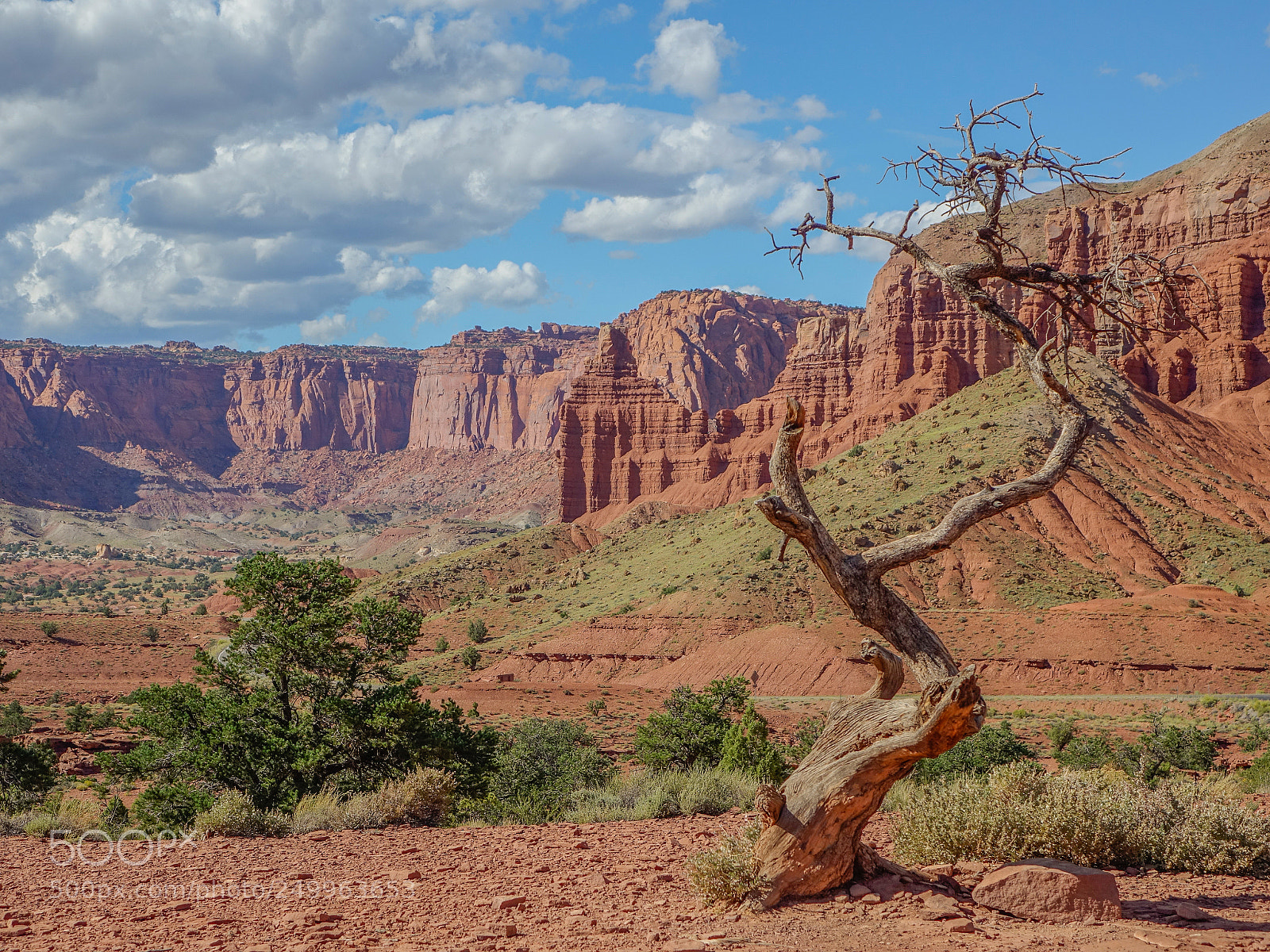 Sony Cyber-shot DSC-RX10 sample photo. Lonely tree in a photography