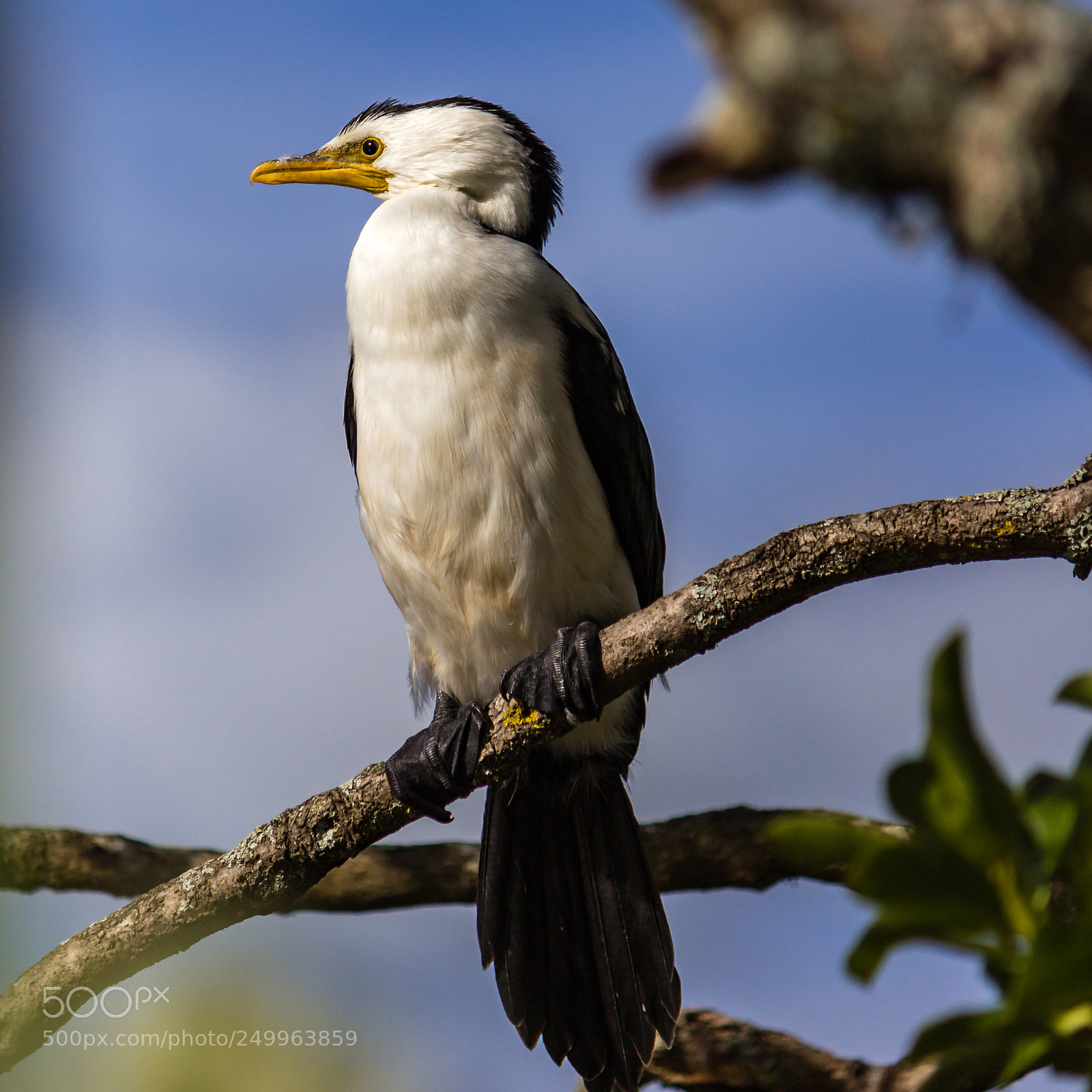 Canon EOS 600D (Rebel EOS T3i / EOS Kiss X5) sample photo. Little shag tahuna taroa photography