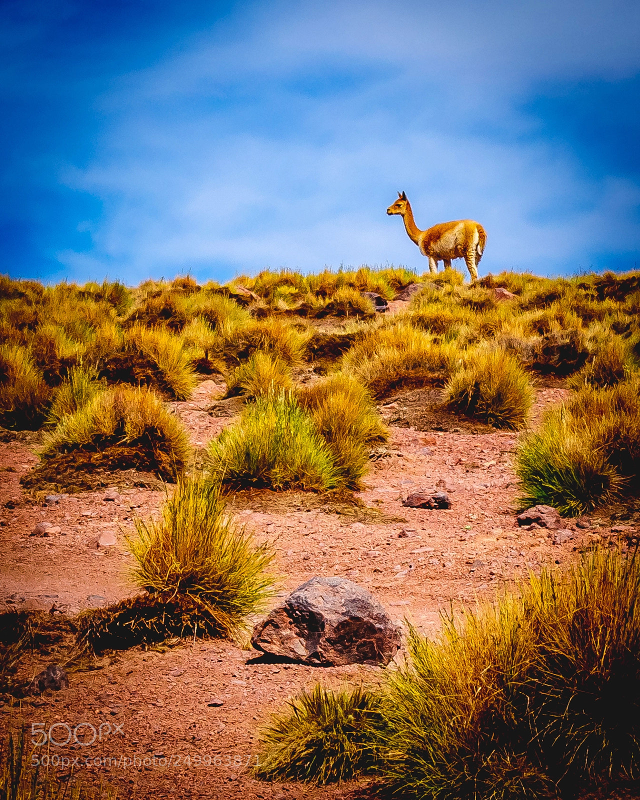 Nikon D5300 sample photo. Atacama desert photography