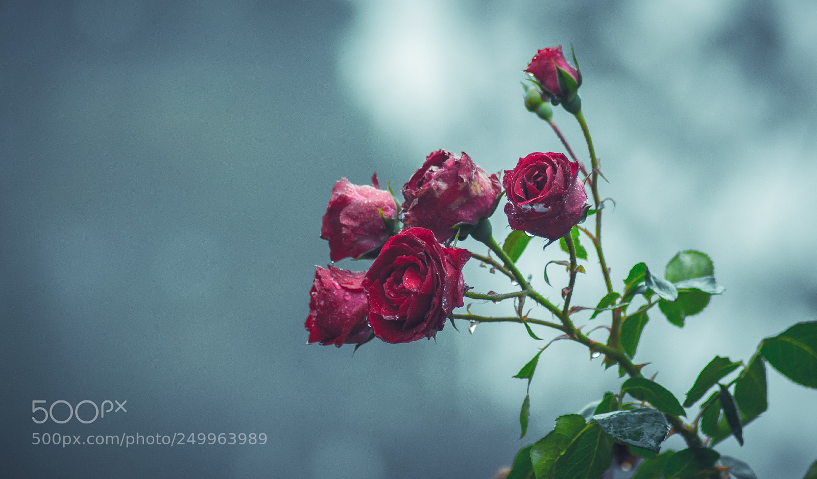Nikon D5300 sample photo. Untitled photography