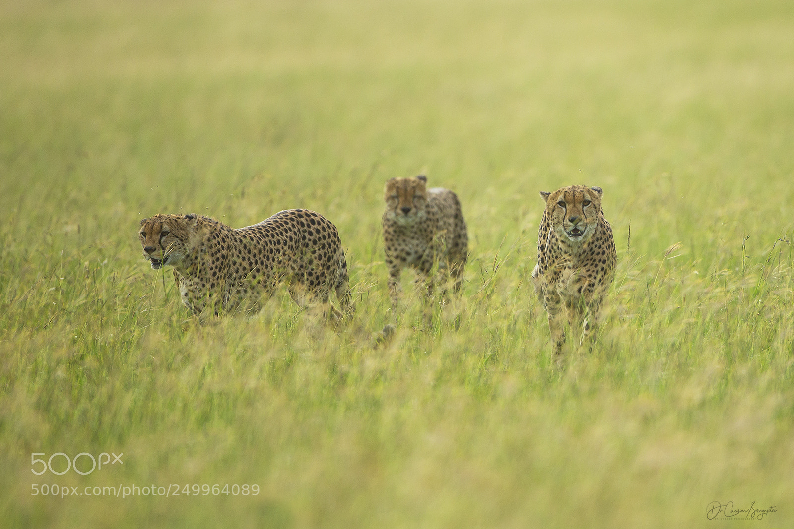 Canon EOS-1D X sample photo. Cheetah photography