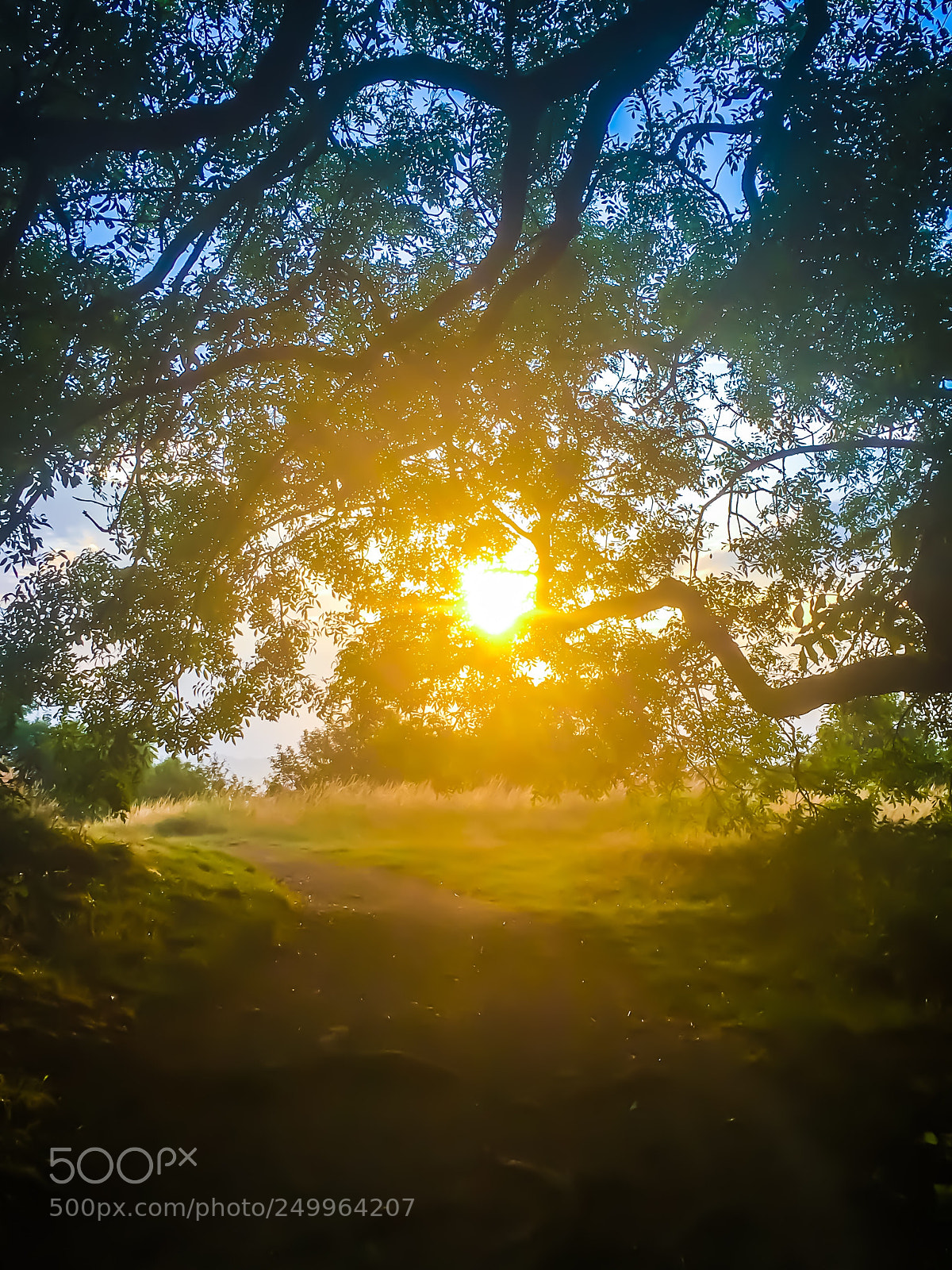 Apple iPhone 6s sample photo. Evening summer stroll image 1  photography