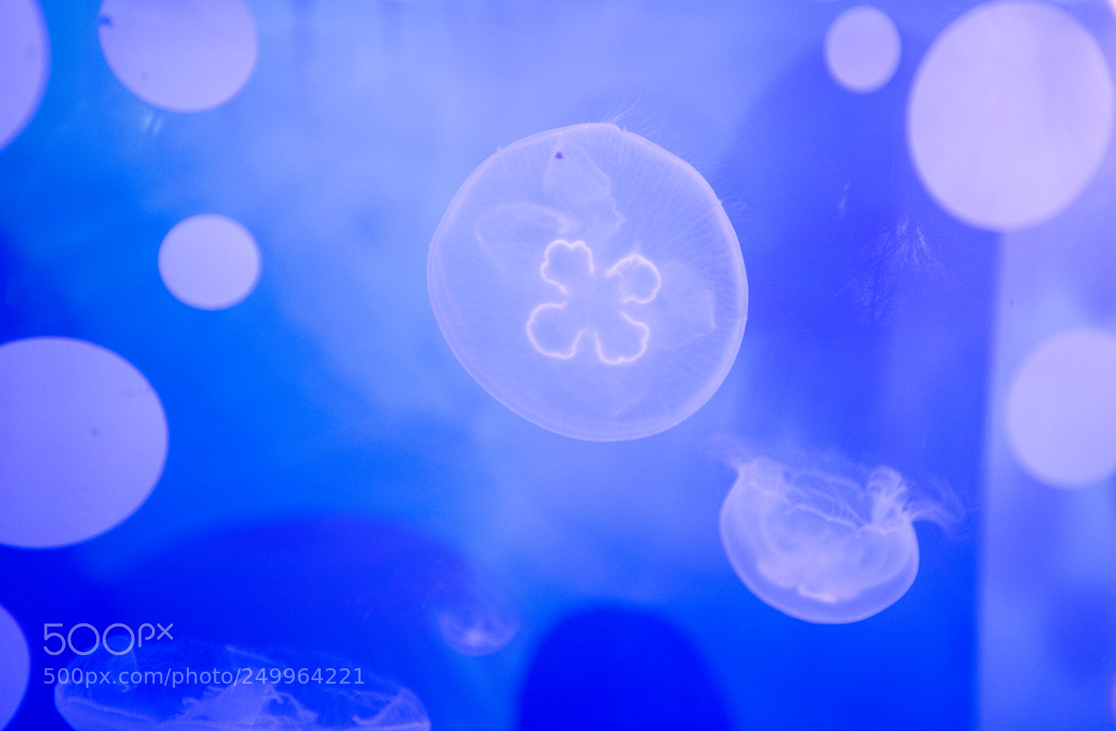 Nikon D810 sample photo. Jellyfish photography