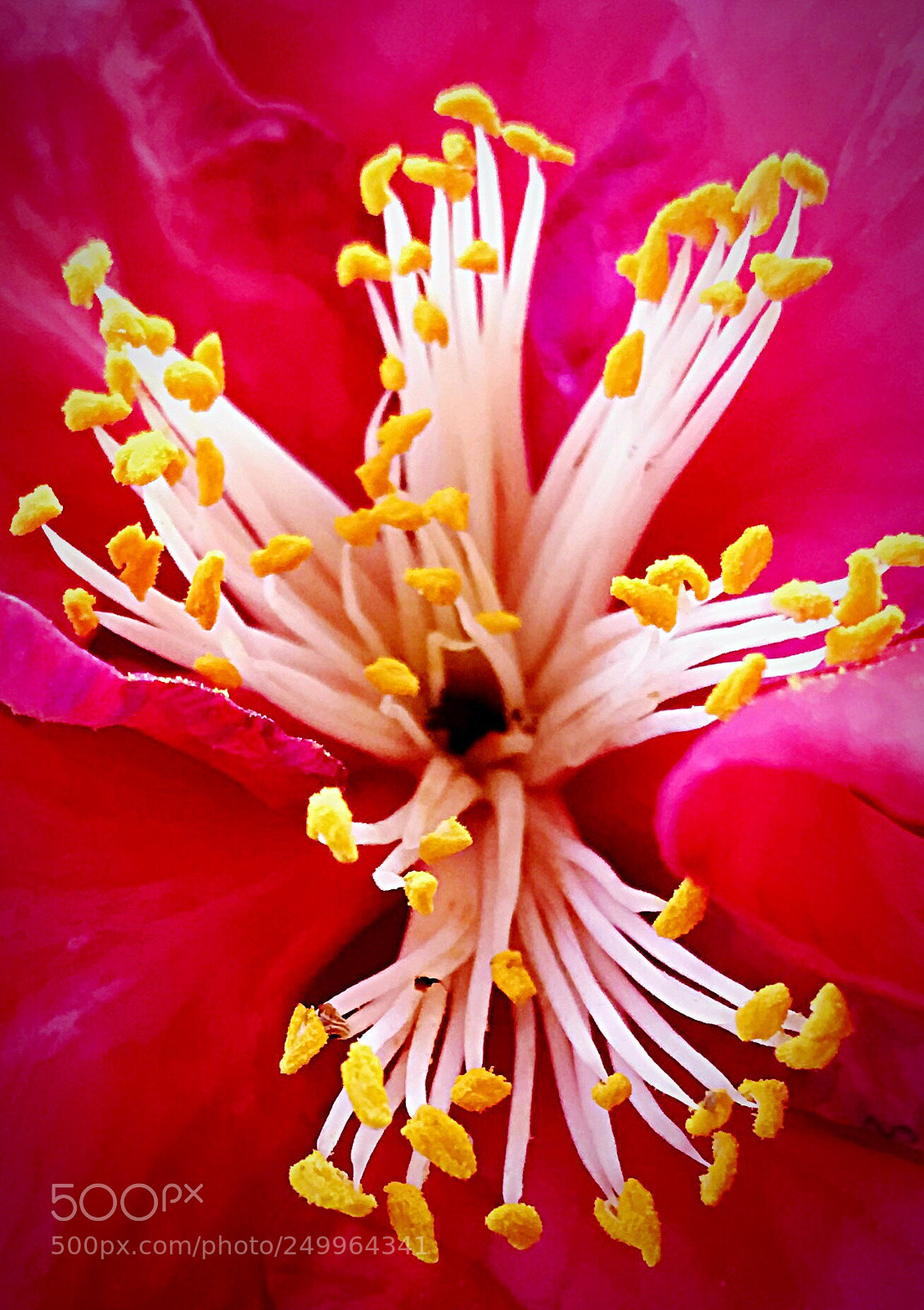 Apple iPhone 7 Plus sample photo. Inside a camilla photography