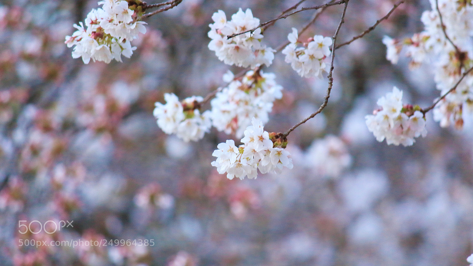 Canon EOS 700D (EOS Rebel T5i / EOS Kiss X7i) sample photo. Cherry blossoms photography