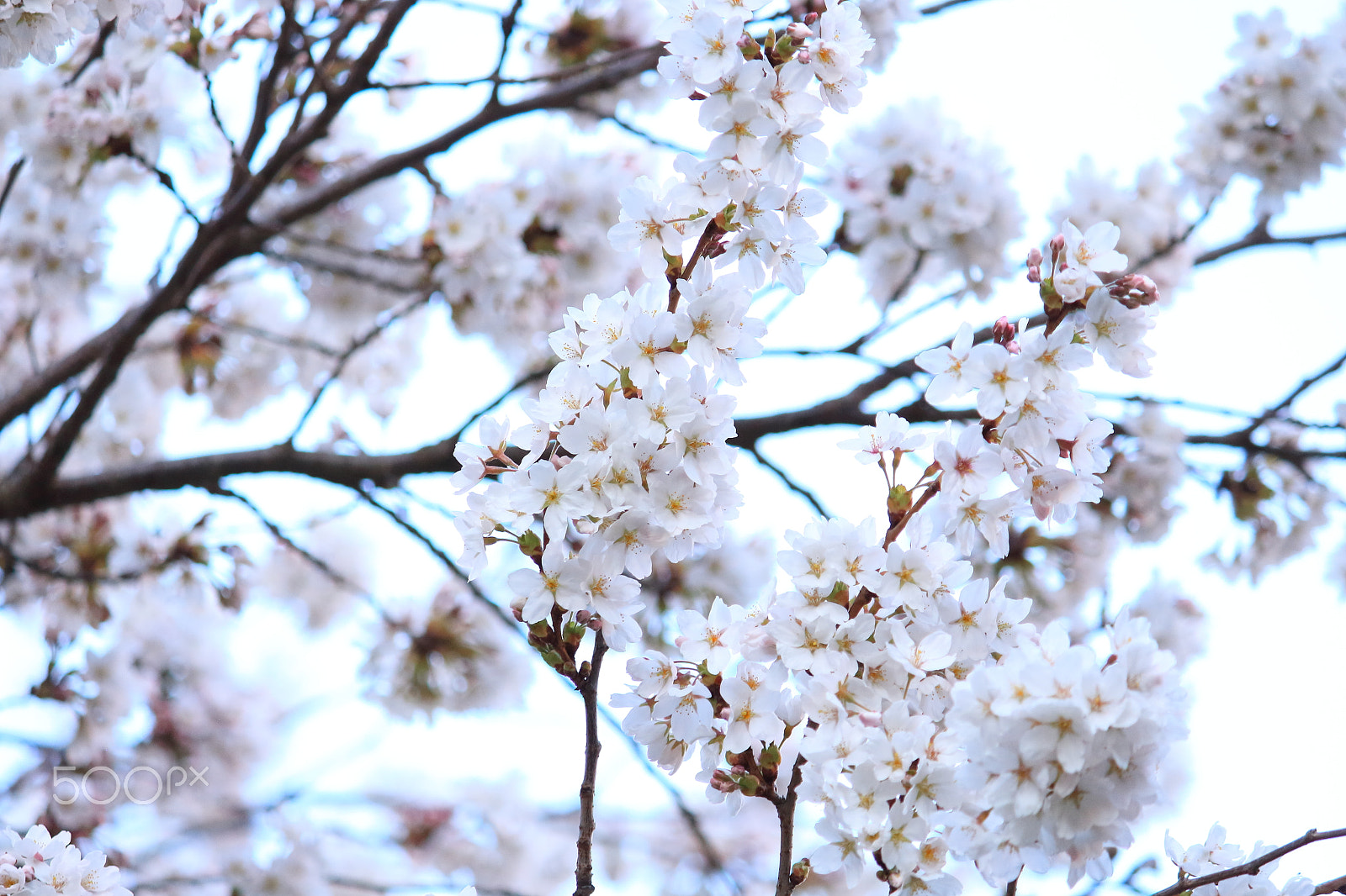 Canon EOS 700D (EOS Rebel T5i / EOS Kiss X7i) sample photo. Cherry blossoms photography