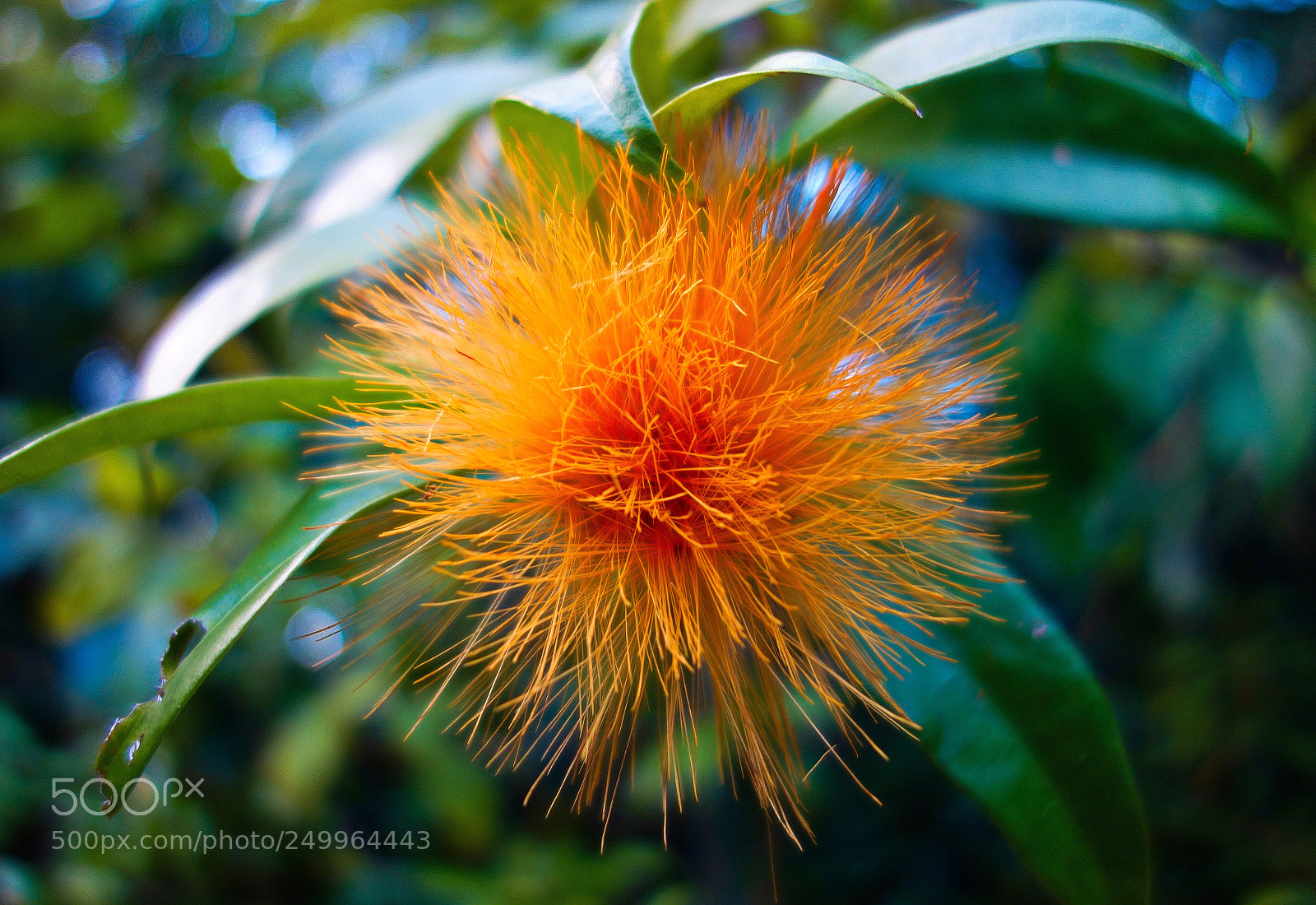 Sony Cyber-shot DSC-RX100 sample photo. Orange ohia photography