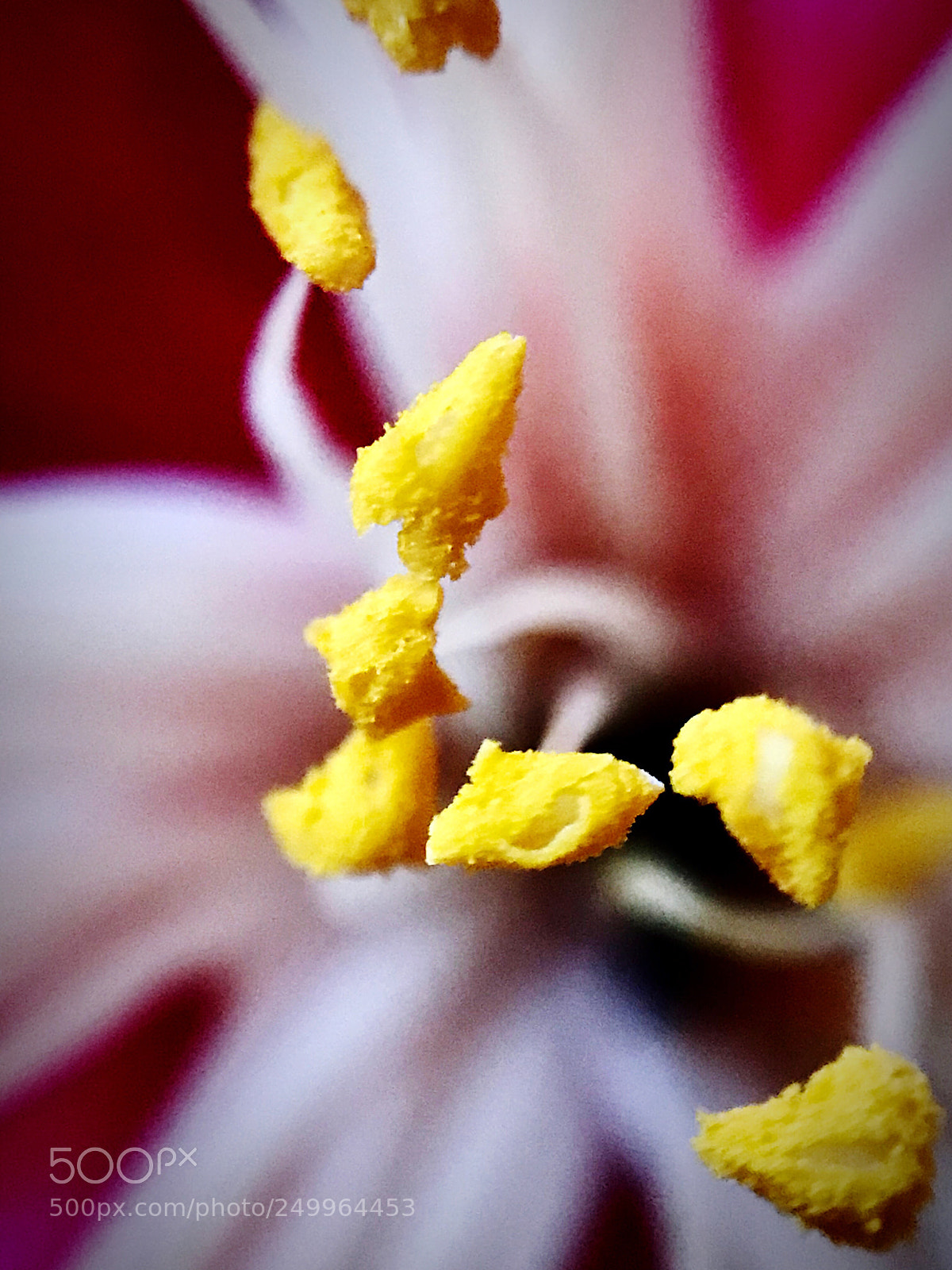 Apple iPhone 7 Plus sample photo. Macro photography