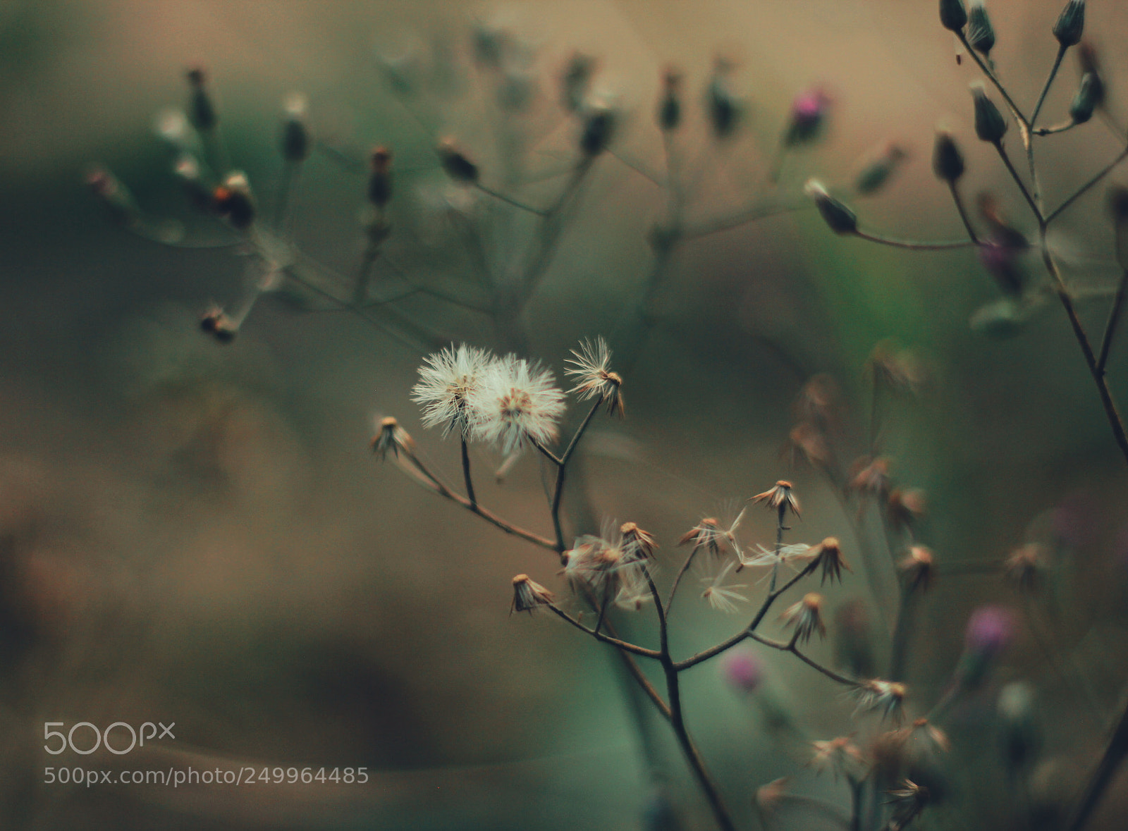 Canon EOS 60D sample photo. Macro flower photography