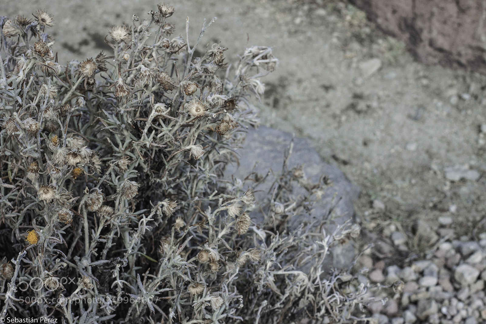 Canon EOS 50D sample photo. Vida y muerte photography