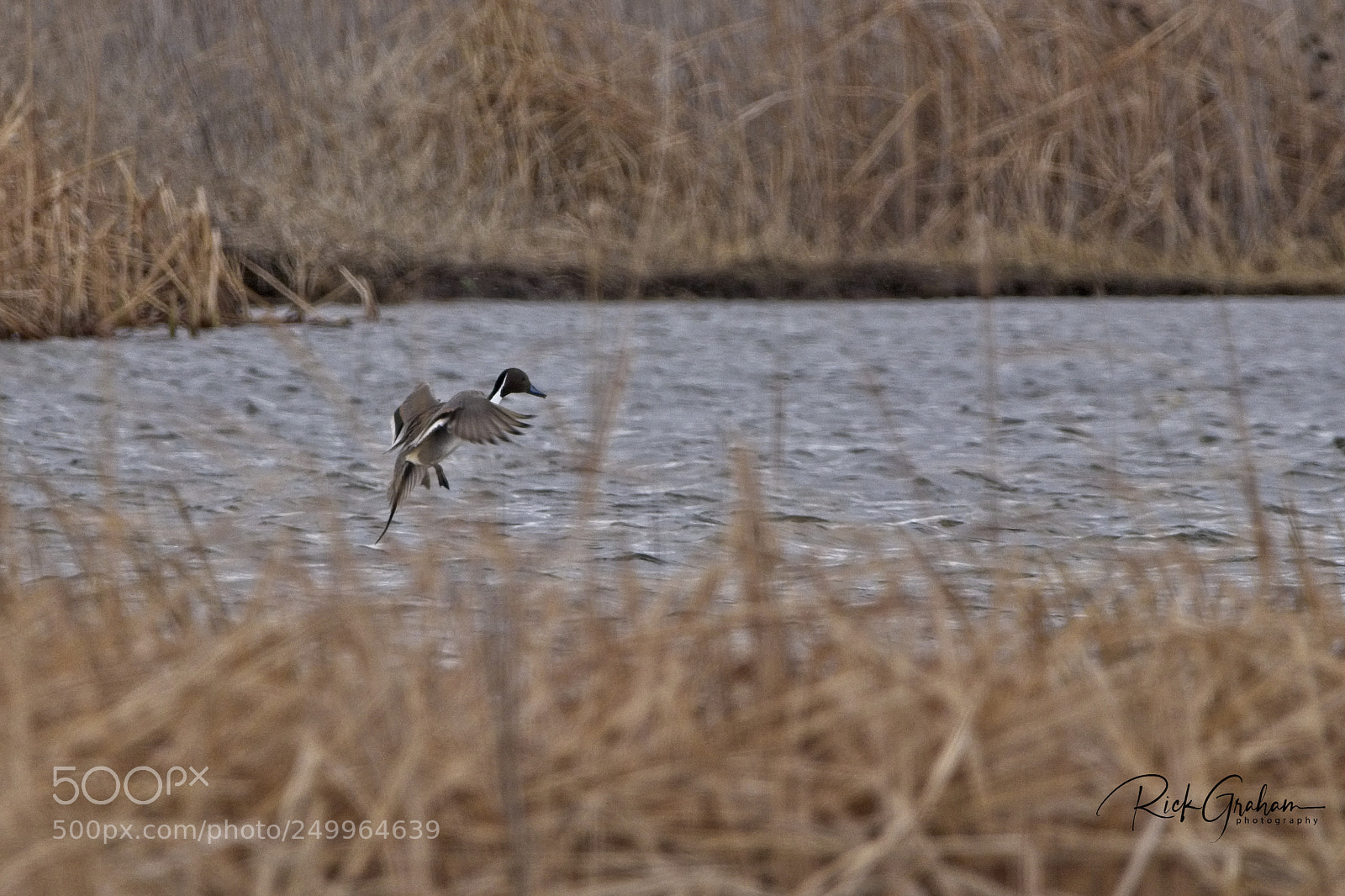 Canon EOS 80D sample photo. Northern pintail duck coming photography