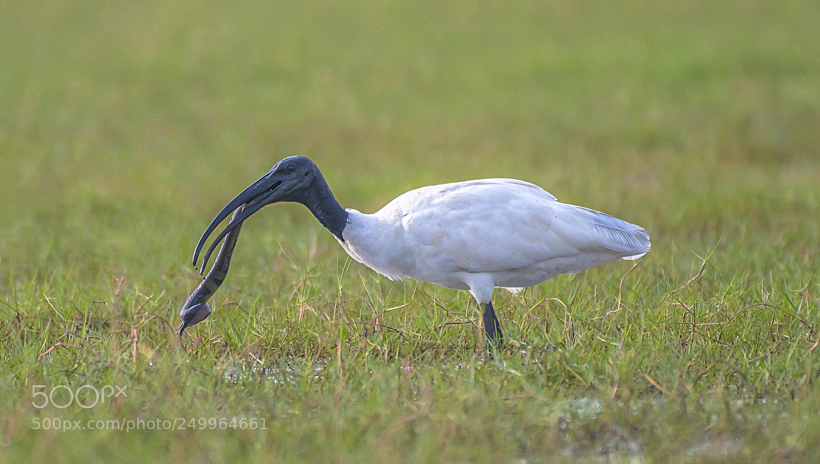 Nikon D500 sample photo. Predator becomes prey…. photography