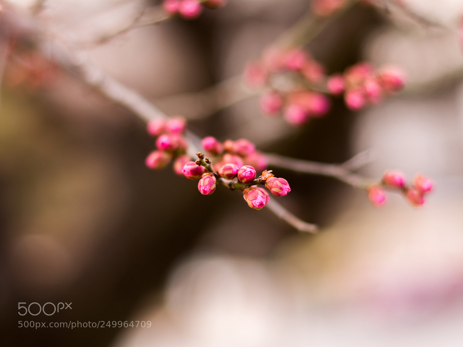 Nikon D7100 sample photo. Pink cherry buds ready photography