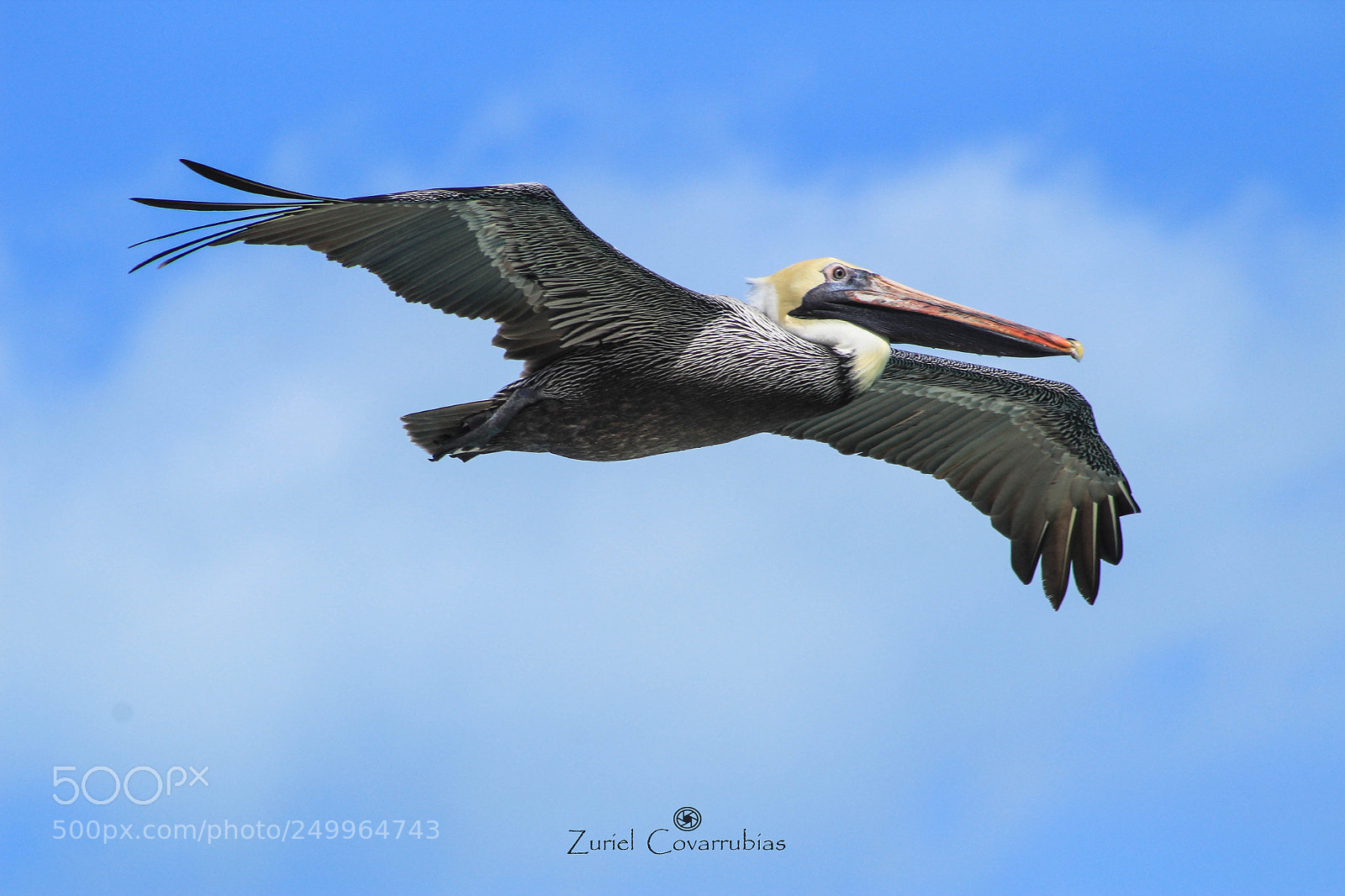 Canon EOS 1300D (EOS Rebel T6 / EOS Kiss X80) sample photo. When pelicans fly photography