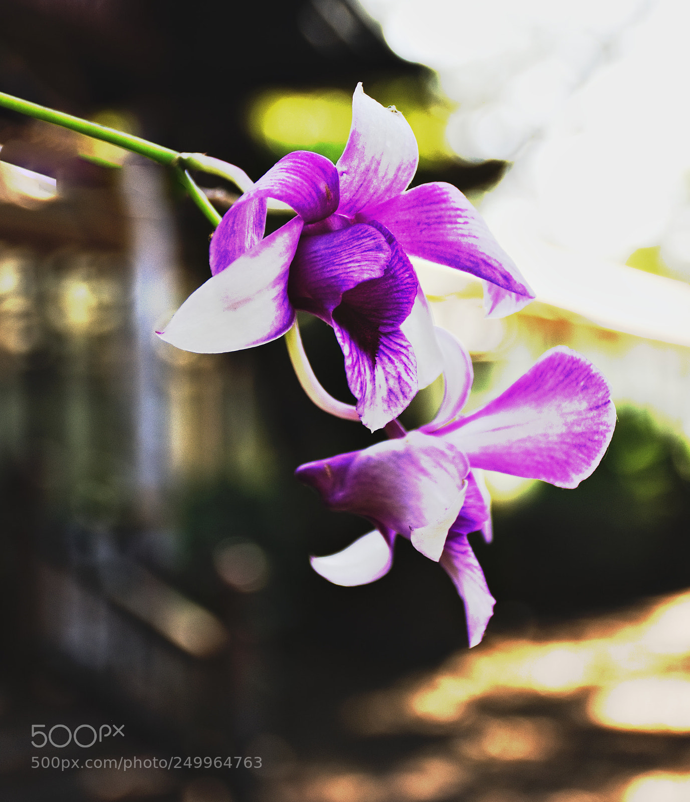 Nikon D7200 sample photo. Orchid at the wat photography