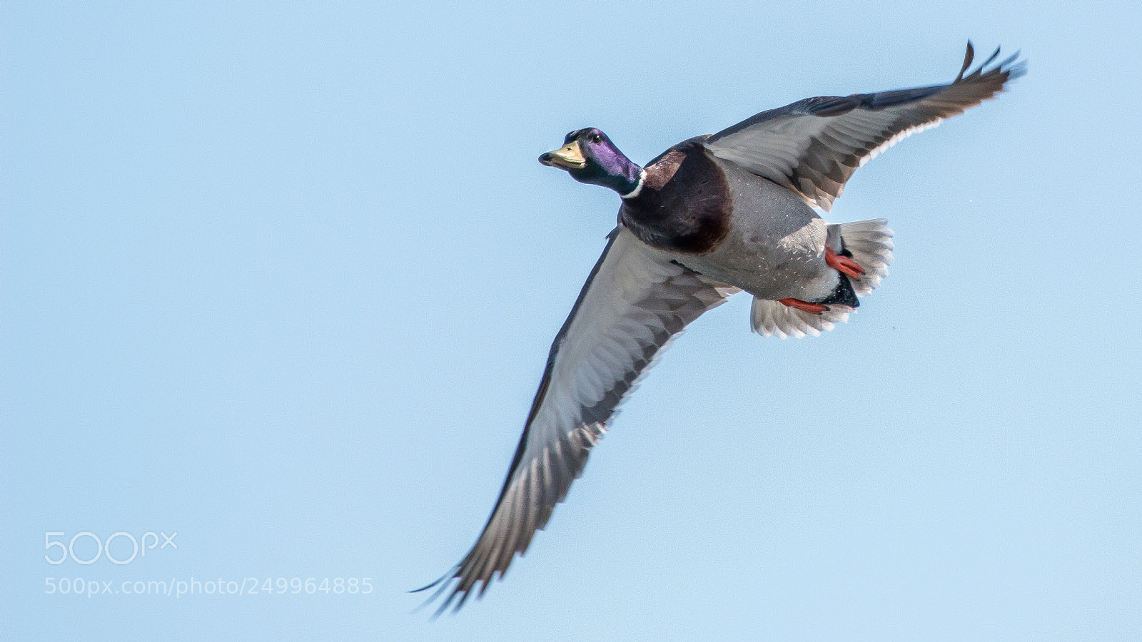 Canon EOS 70D sample photo. Mallard drake in flight photography