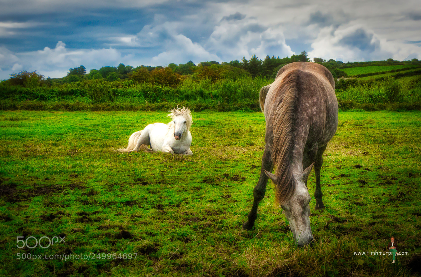 Nikon D7100 sample photo. Two horses photography