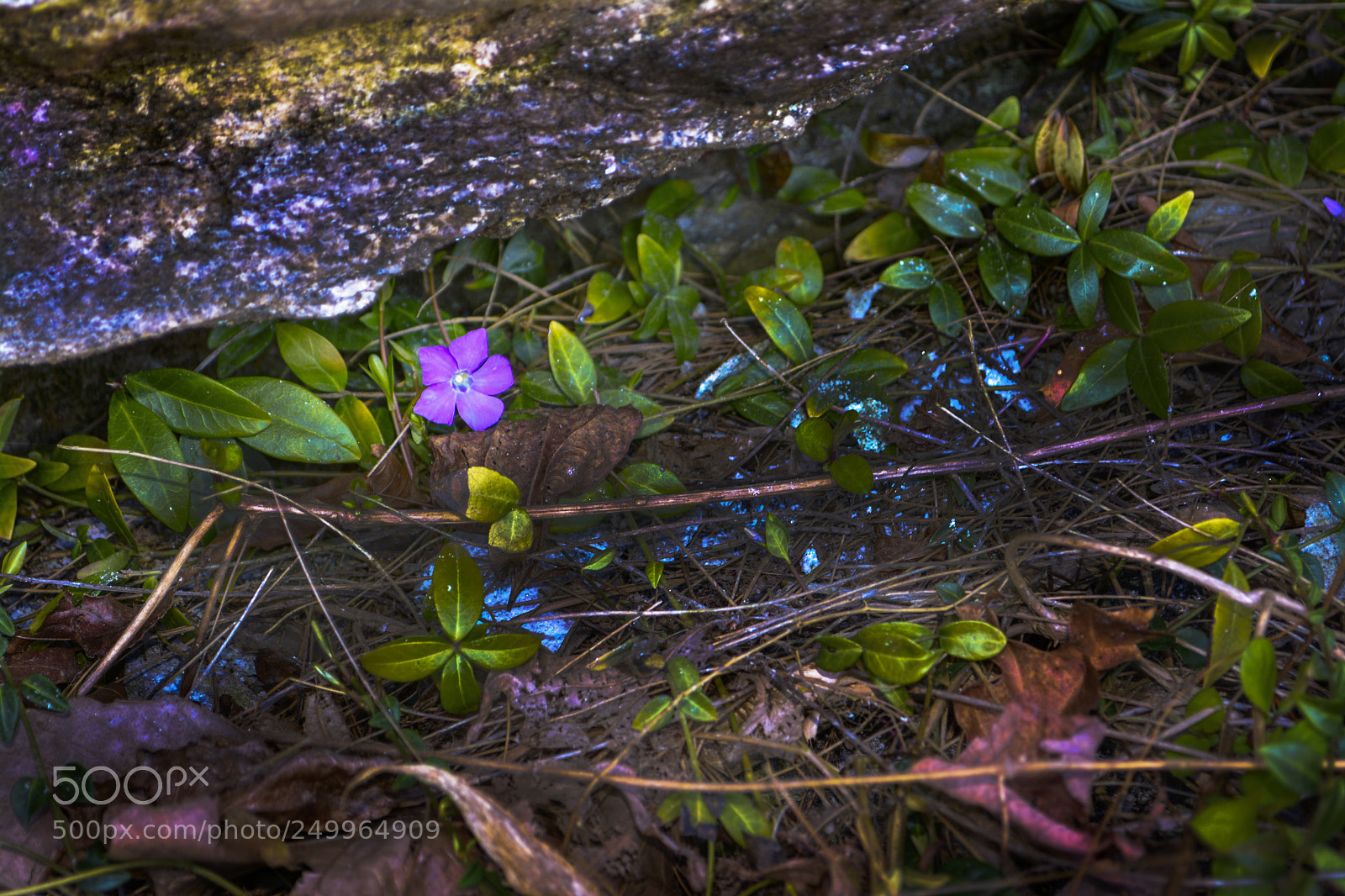 Nikon D5200 sample photo. Lonely flower photography