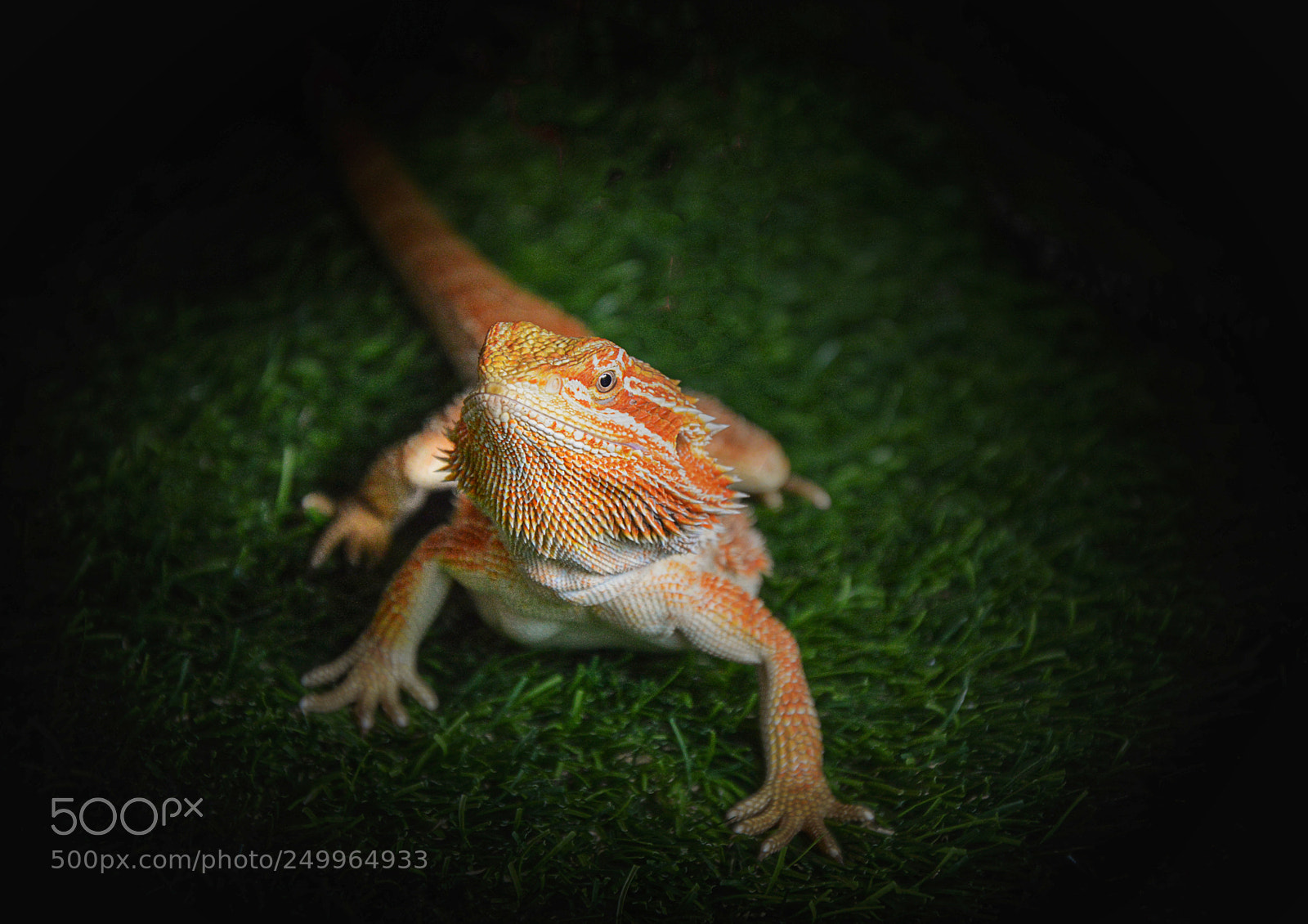 Nikon D3200 sample photo. Dragon in the dark photography