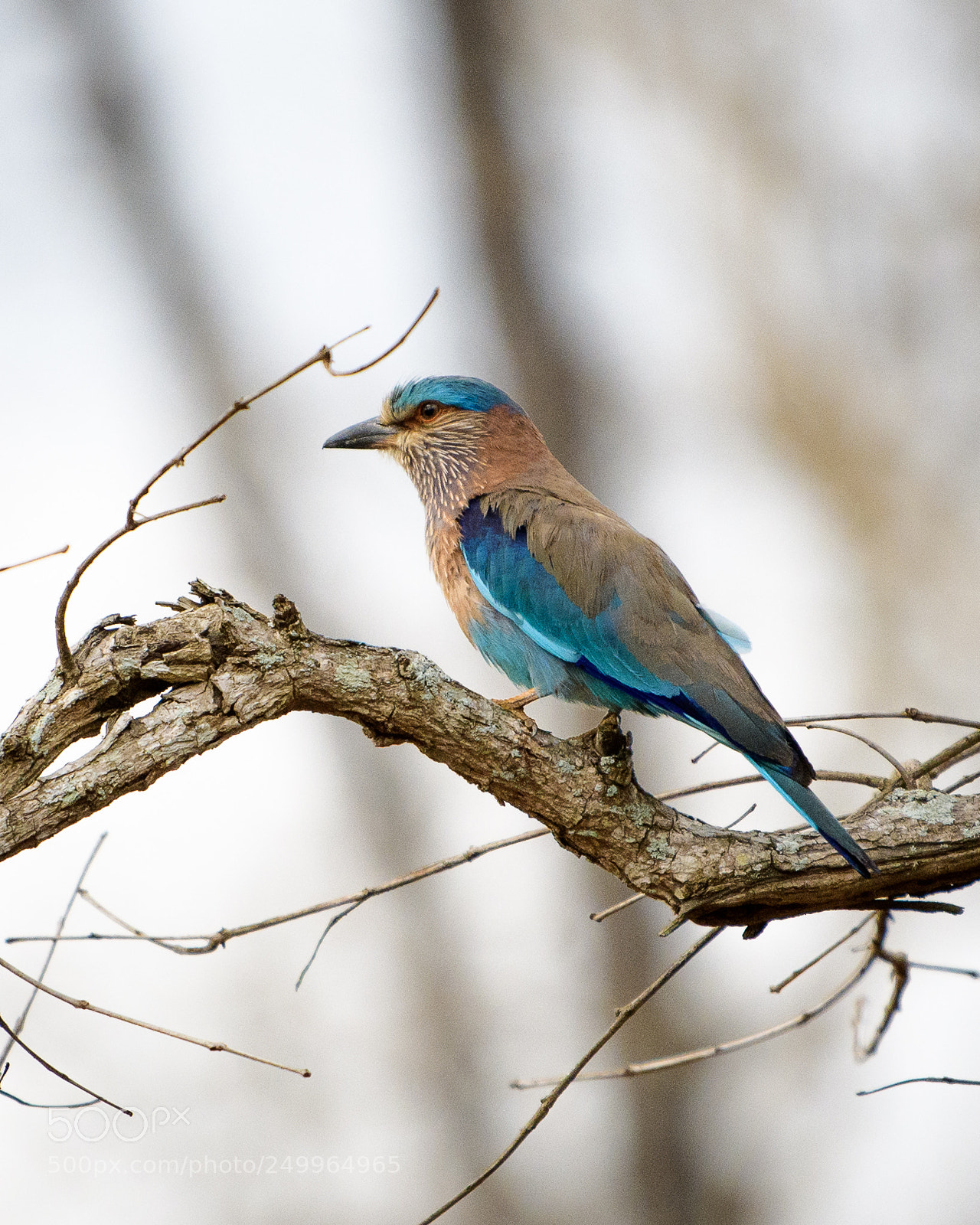 Nikon D7500 sample photo. Indian roller photography