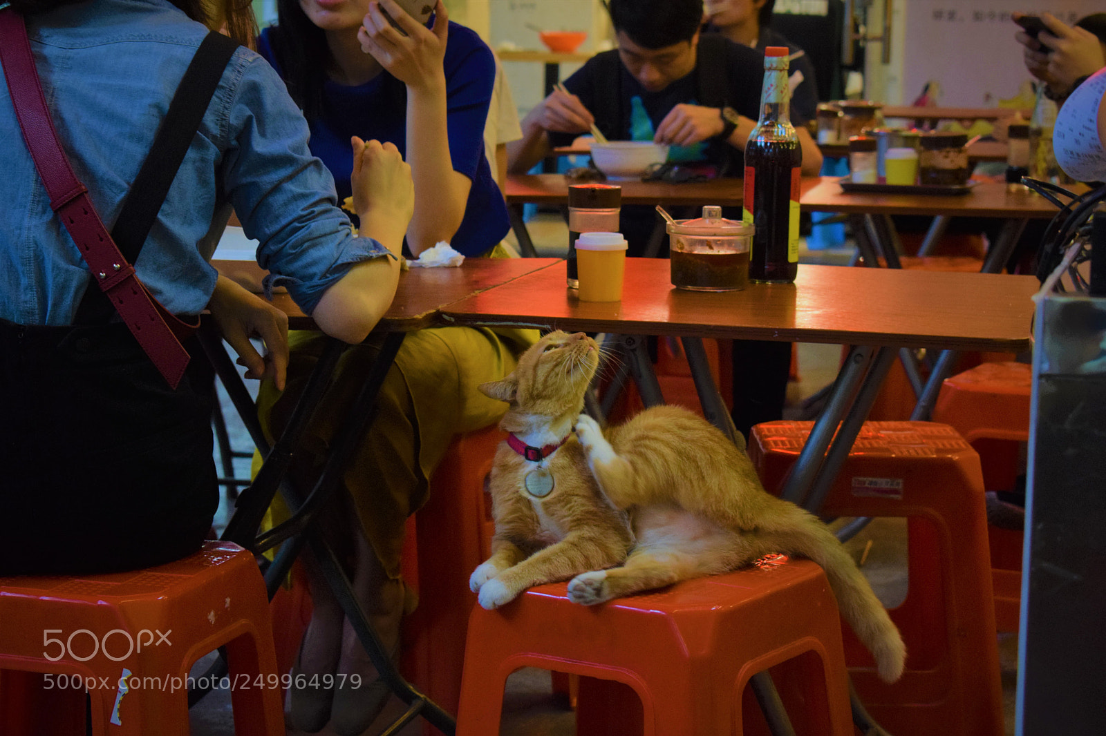 Nikon D5300 sample photo. 小食店的喵 photography