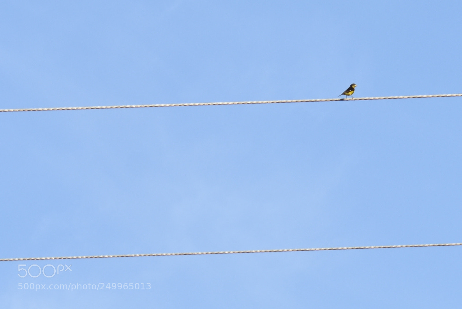 Nikon D3400 sample photo. Bird photography