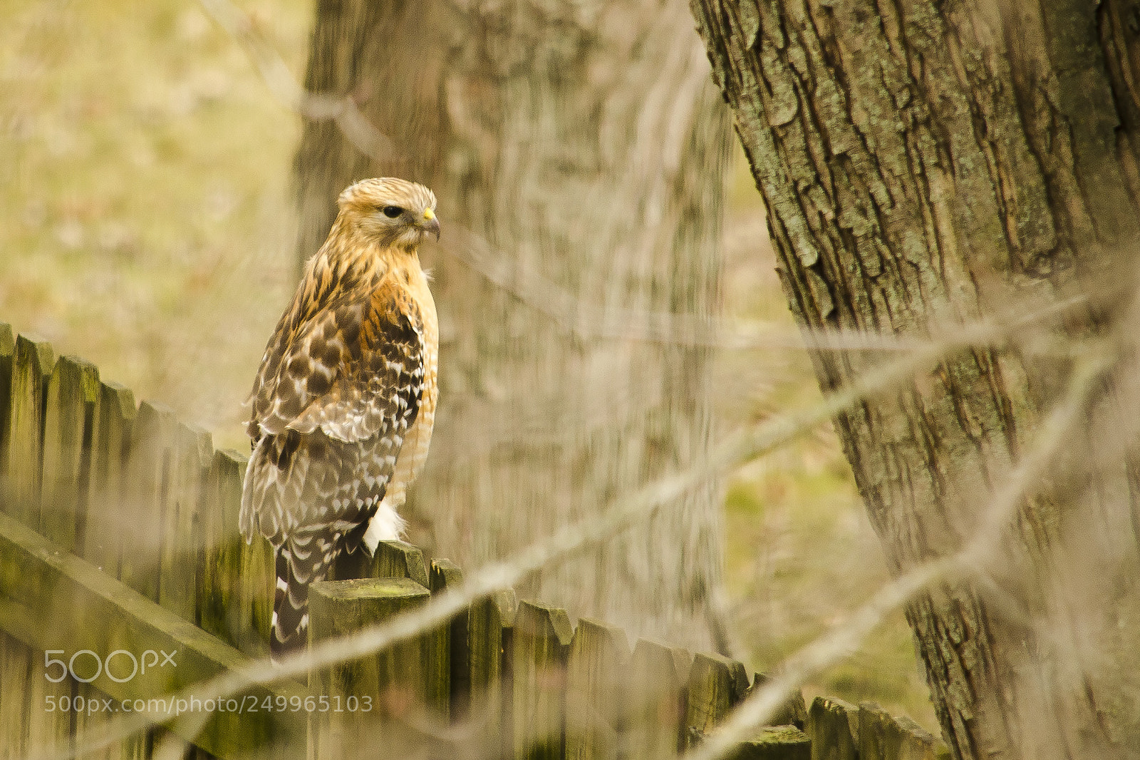 Nikon D5100 sample photo. The hawk photography