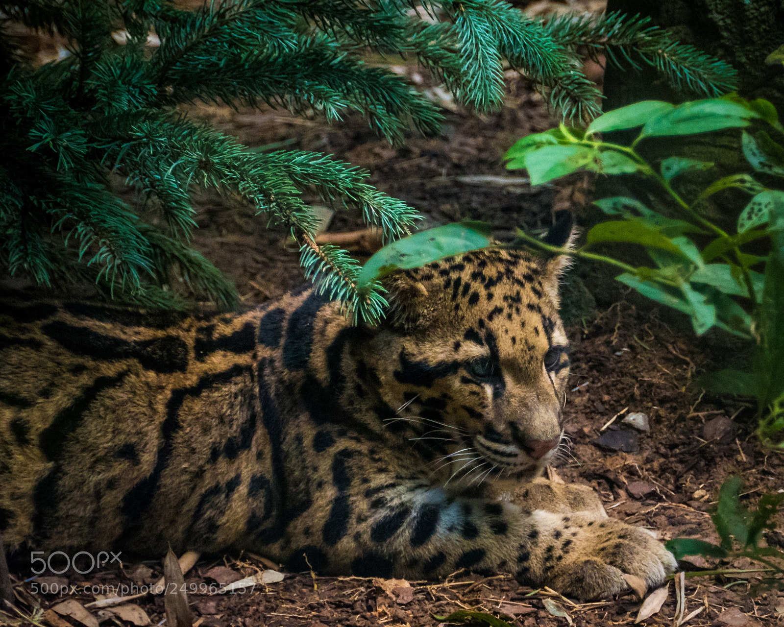 Panasonic Lumix DC-GH5 sample photo. Clouded leopard cub photography