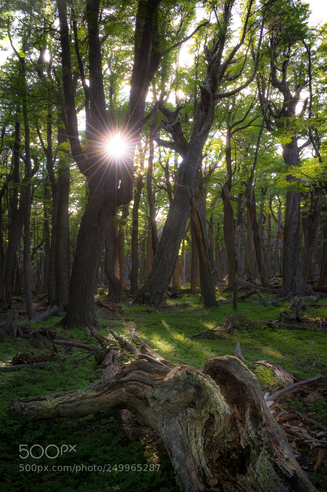 Nikon D3300 sample photo. Bosque de lengas centenarias photography