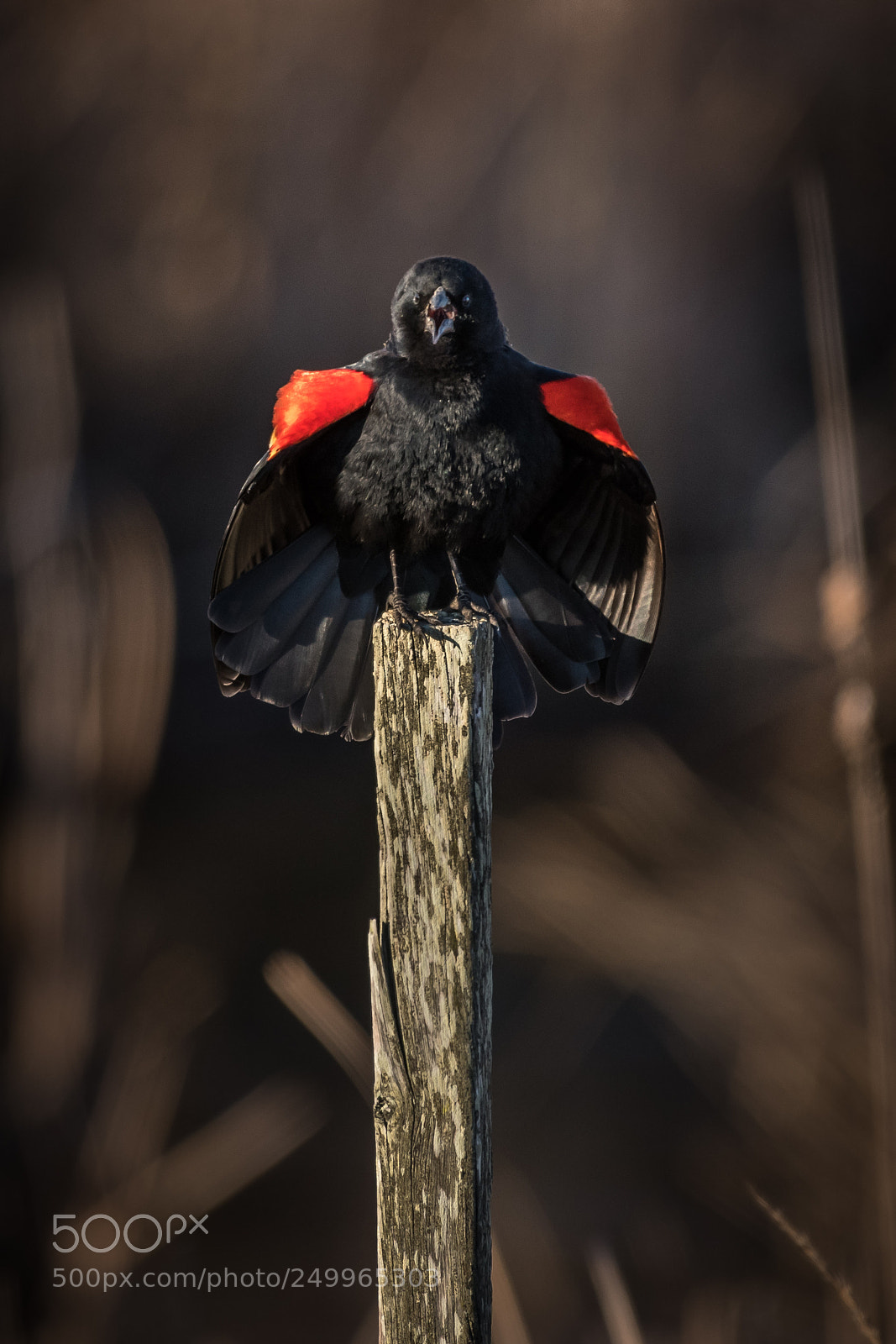 Nikon D850 sample photo. Red-winged blackbird blackwater nwr photography