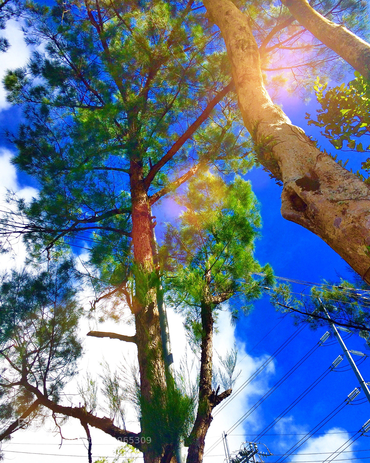 Apple iPhone 5s sample photo. Trees photography