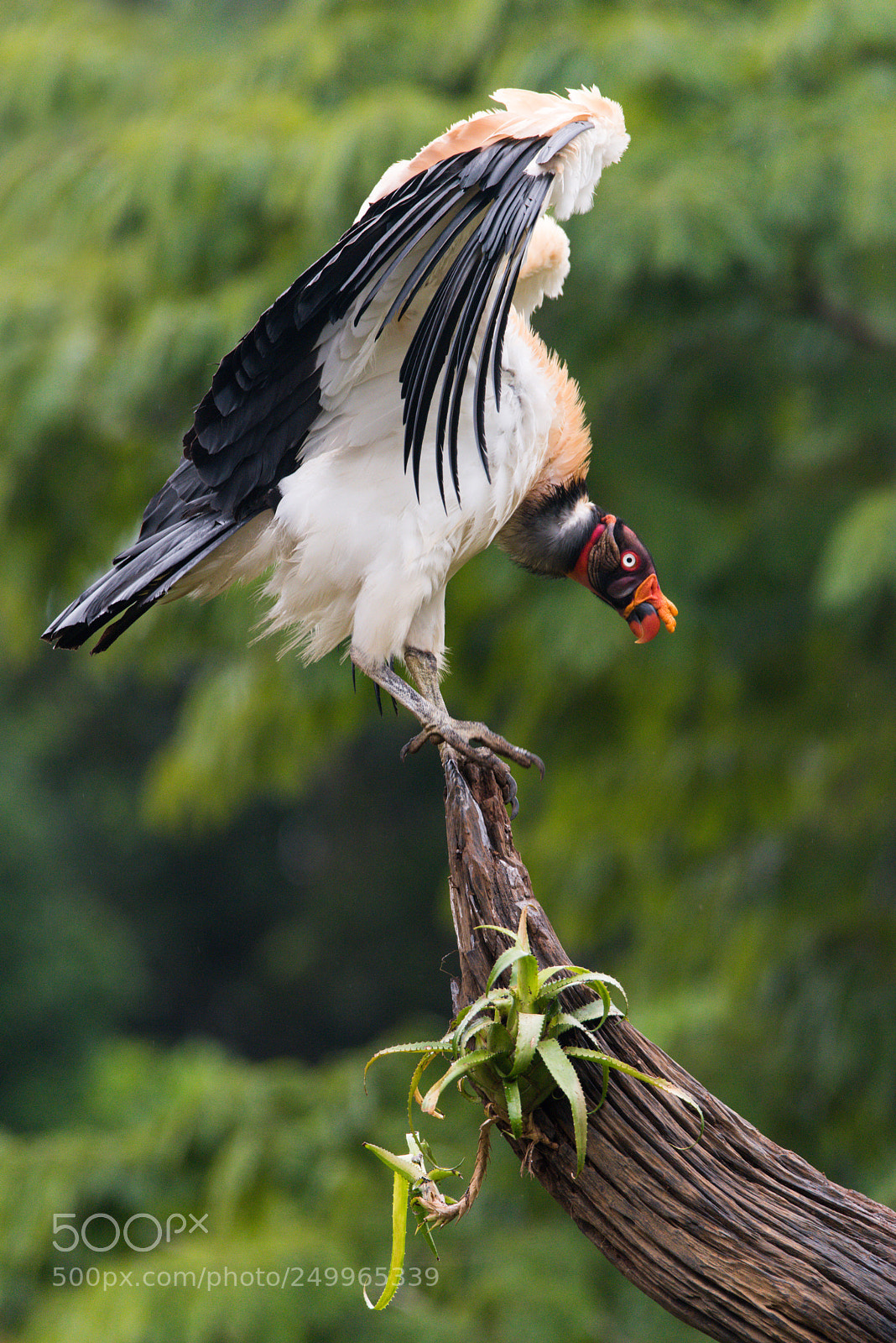 Nikon D810 sample photo. King vulture on tree photography