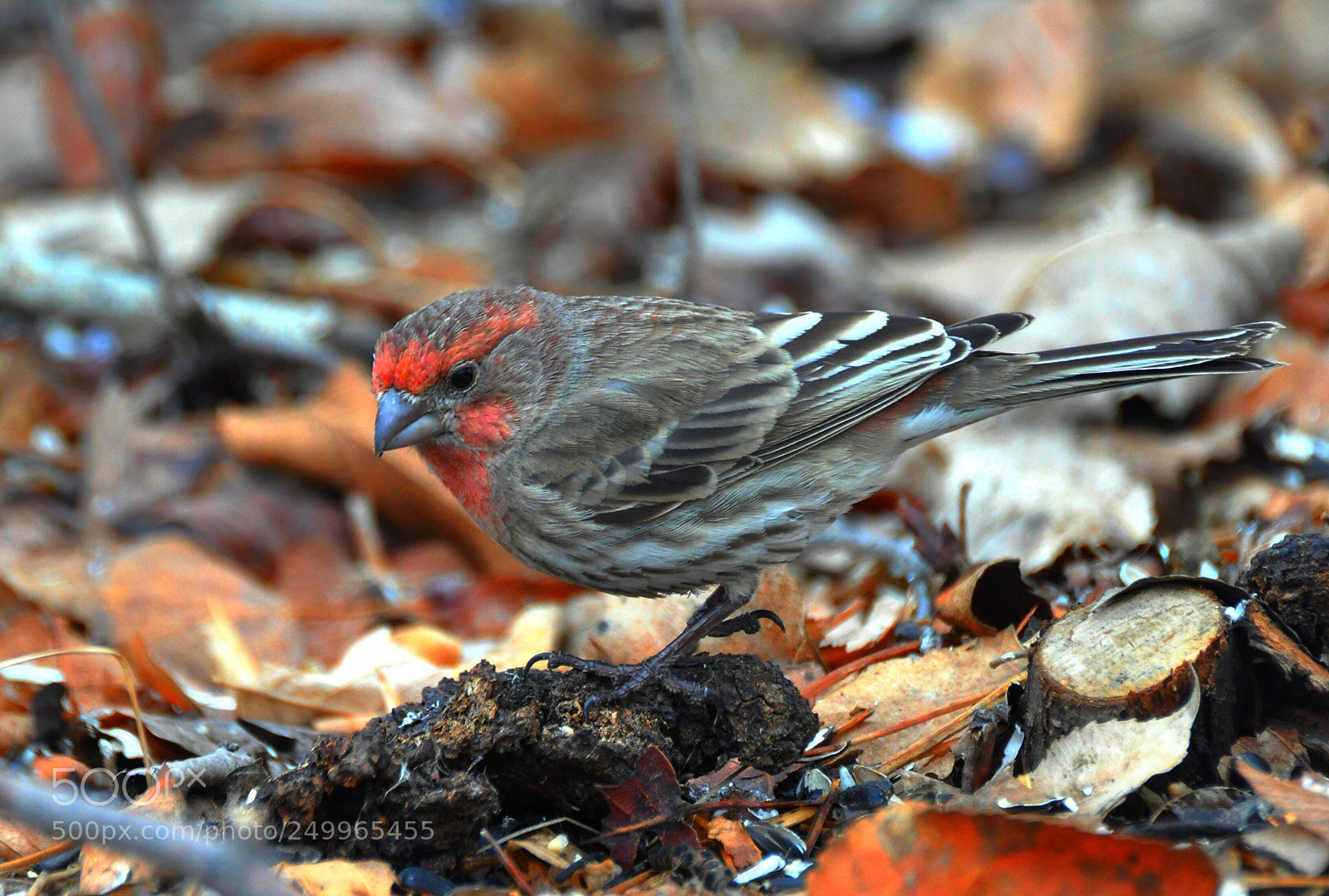 Nikon D90 sample photo. House finch  photography