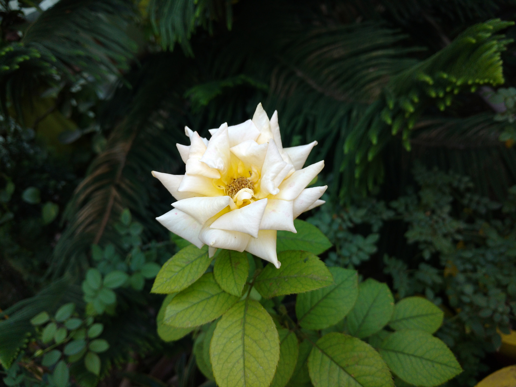 Motorola Moto X Play sample photo